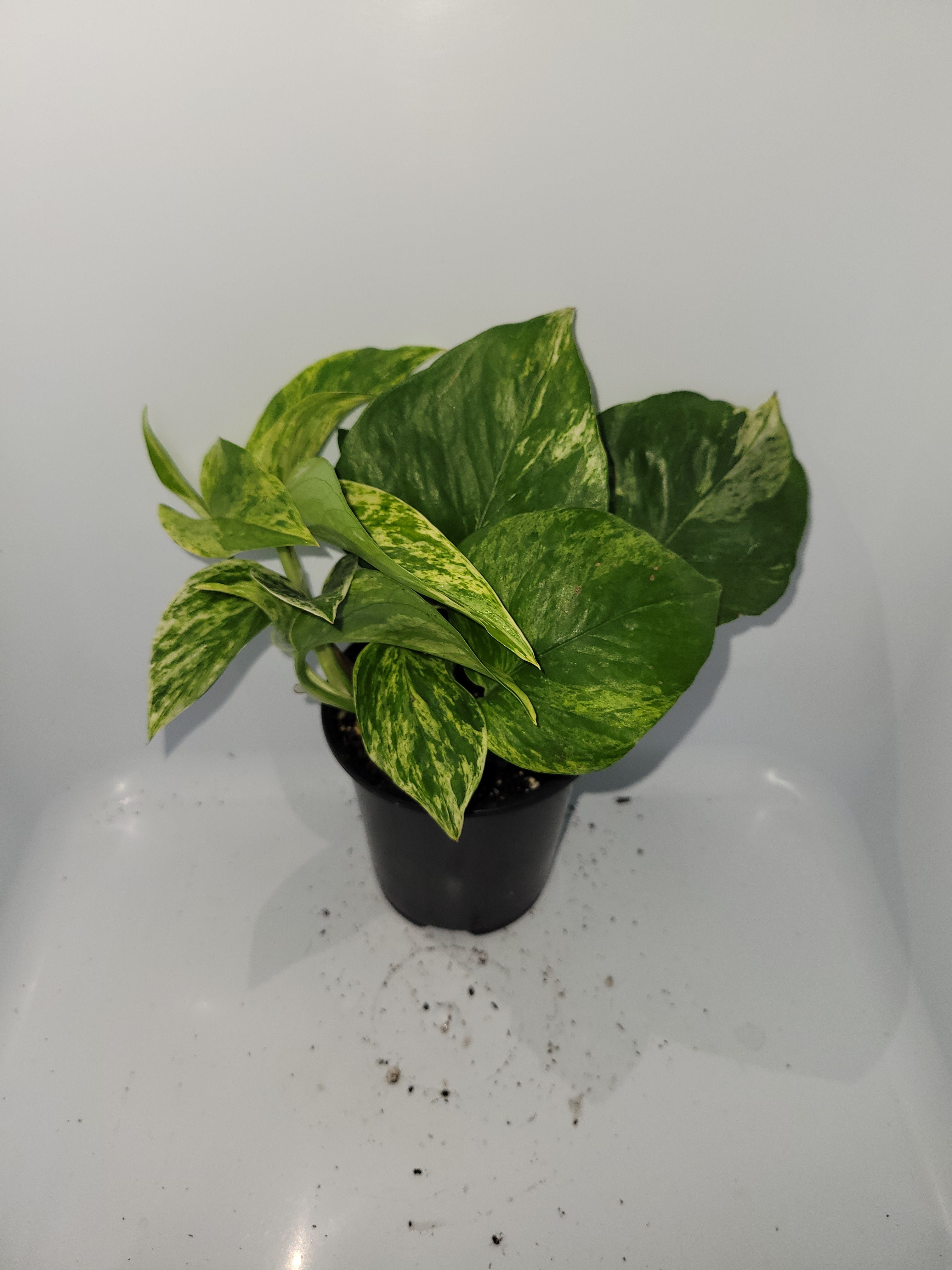 Pothos Marble Queen