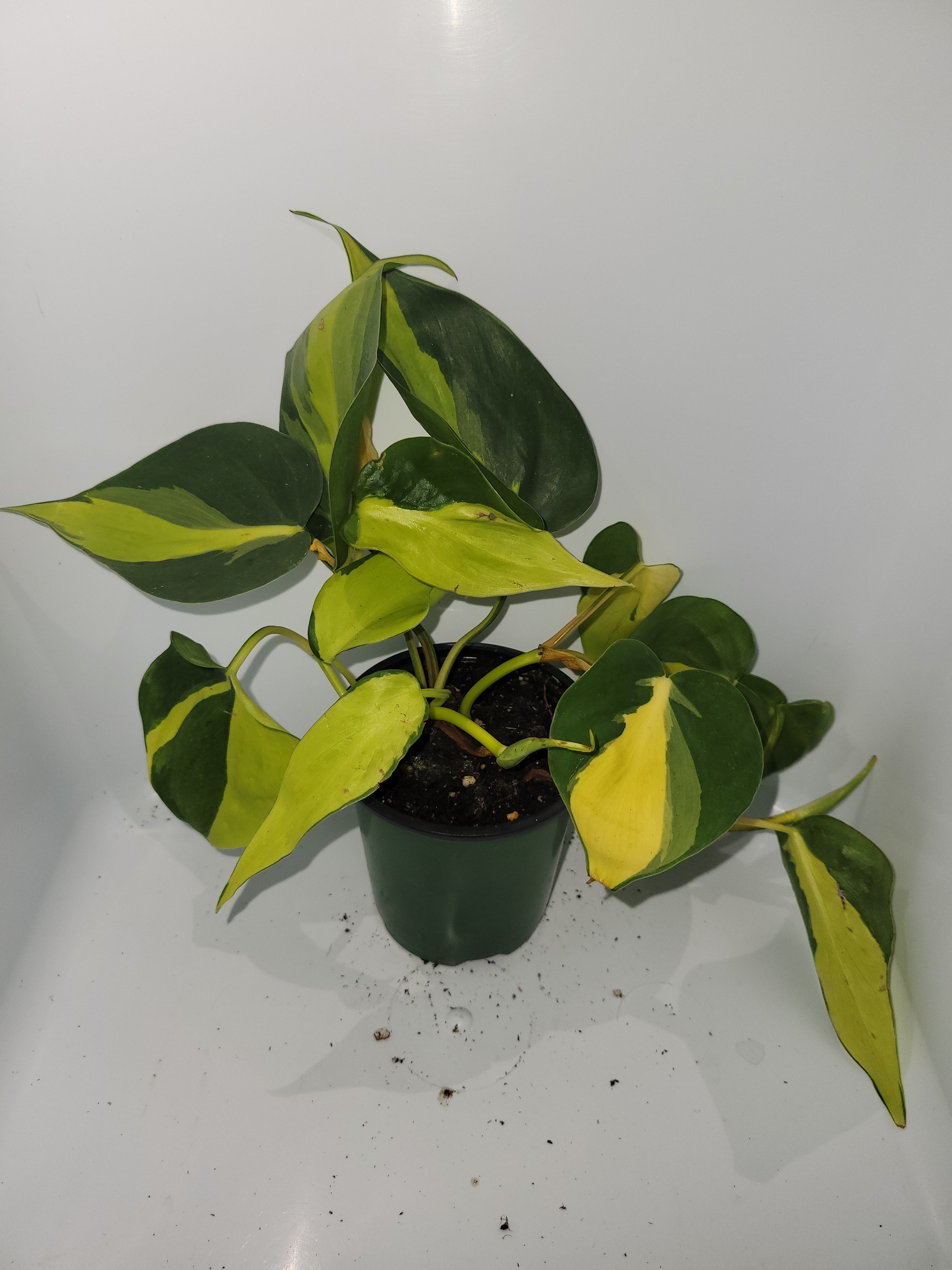 Philodendron Hederaceum Brasil