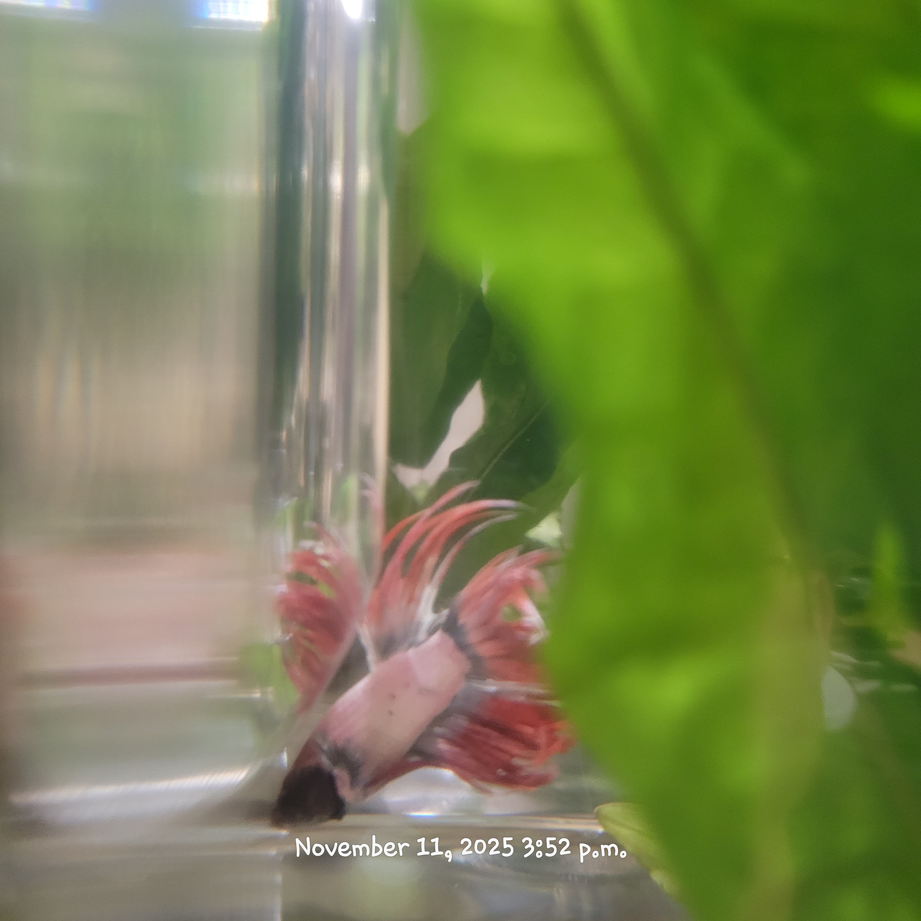 Betta Fish (Subject - B34)