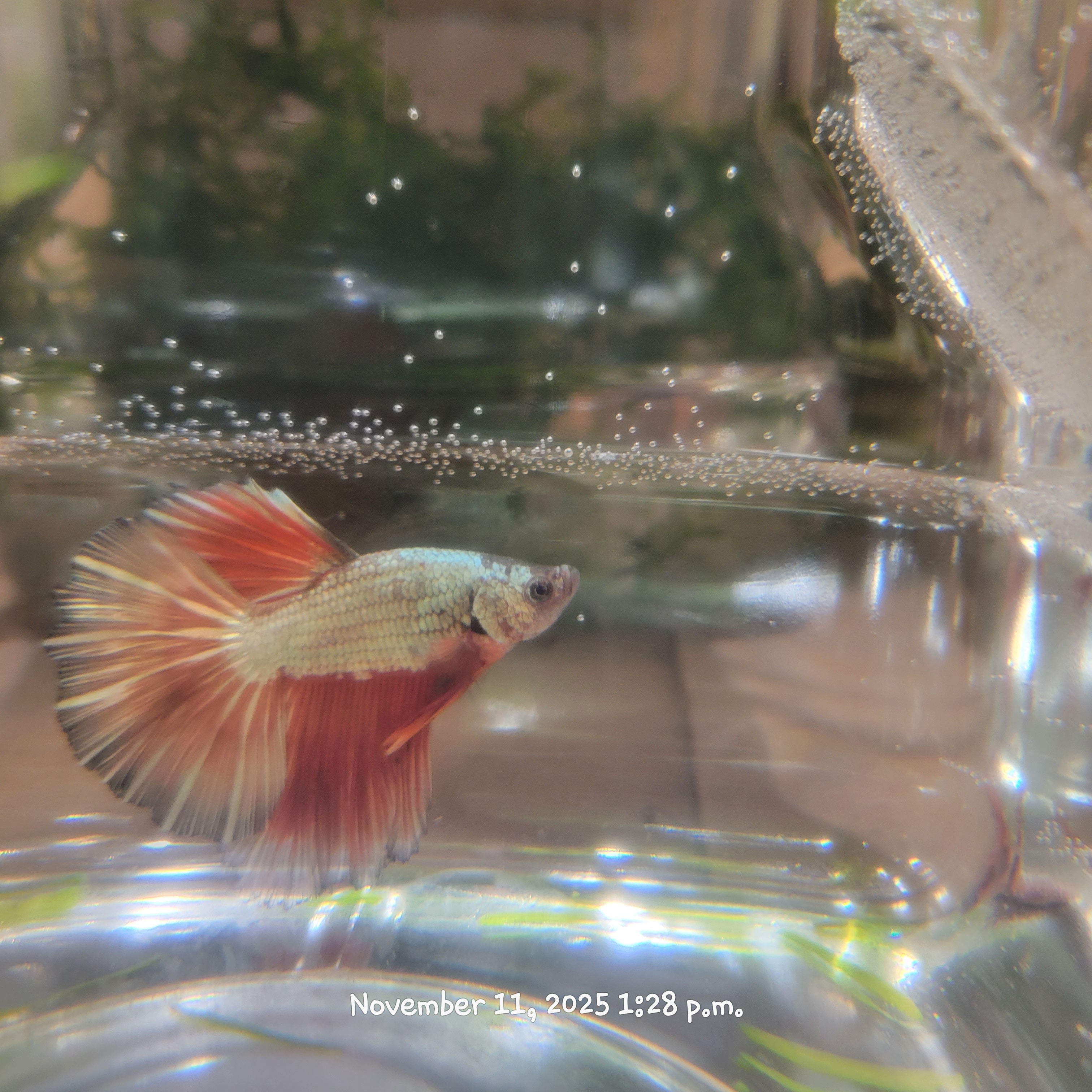 Betta Fish (Subject - B4)