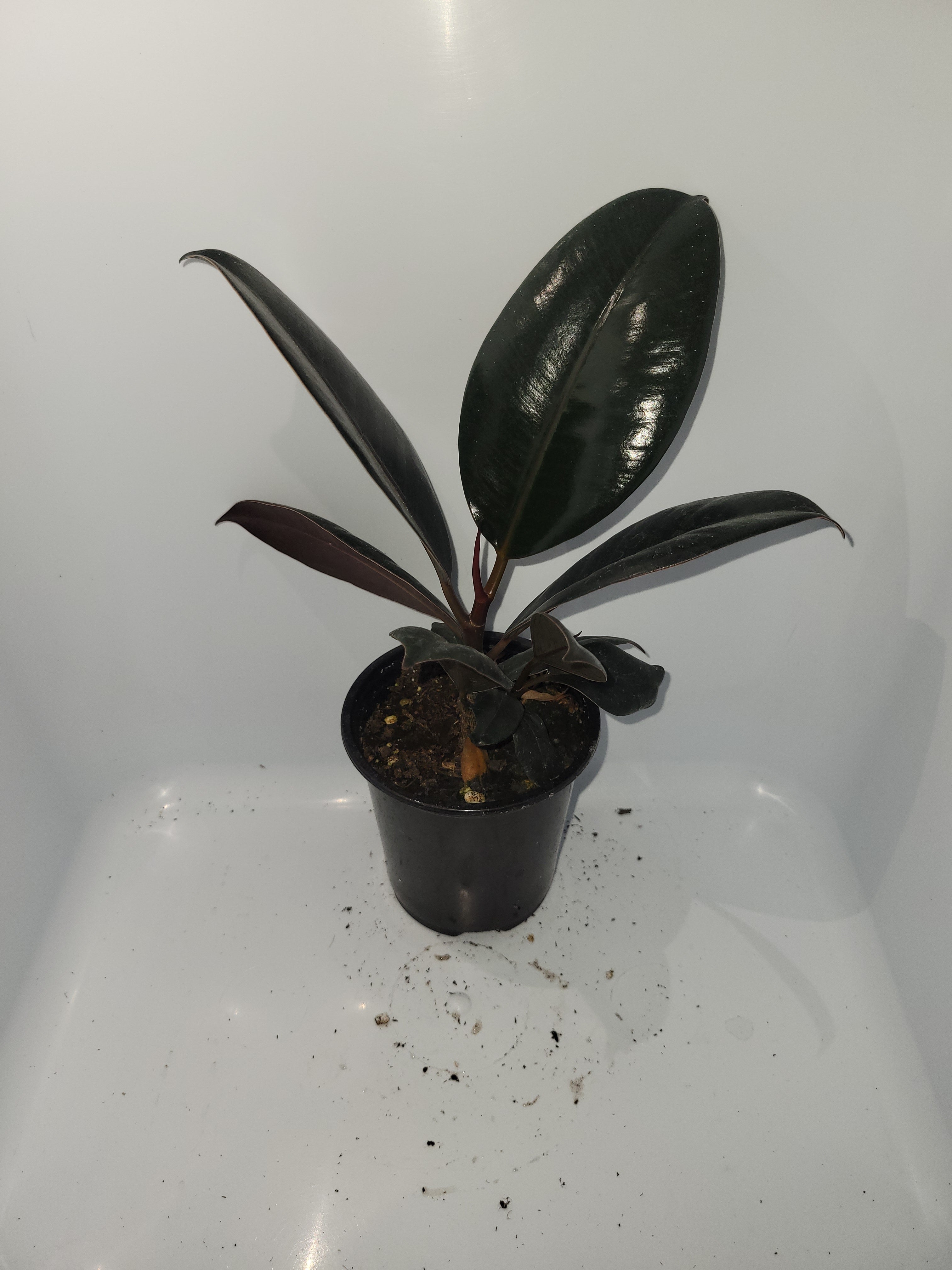 Ficus Elastica Burgundy
