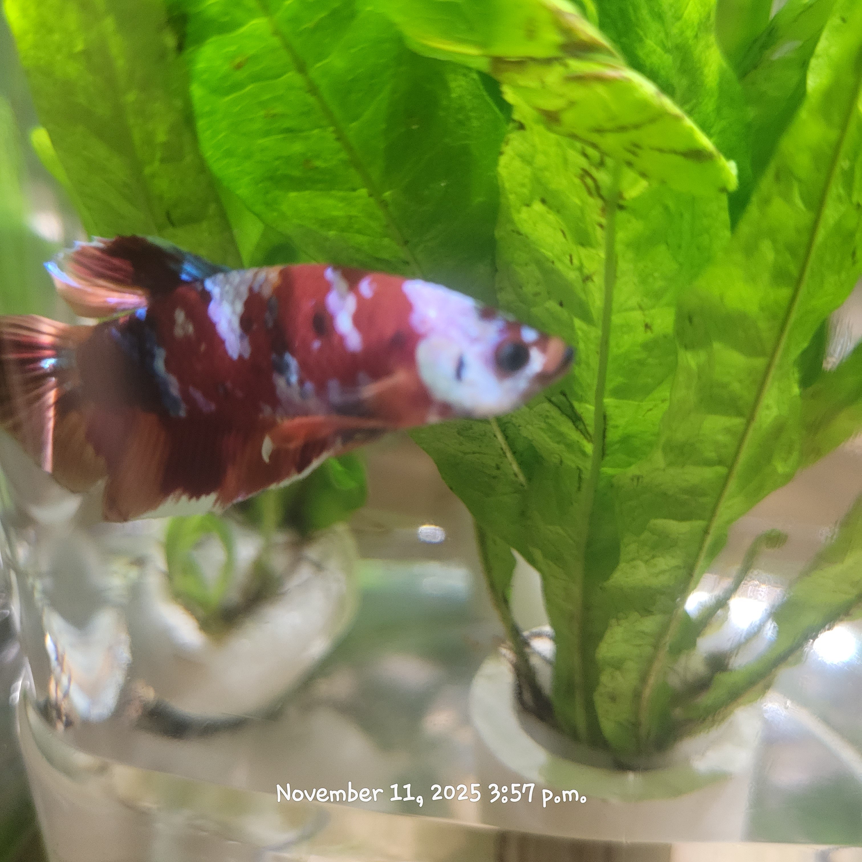Betta Fish (Subject - B39)
