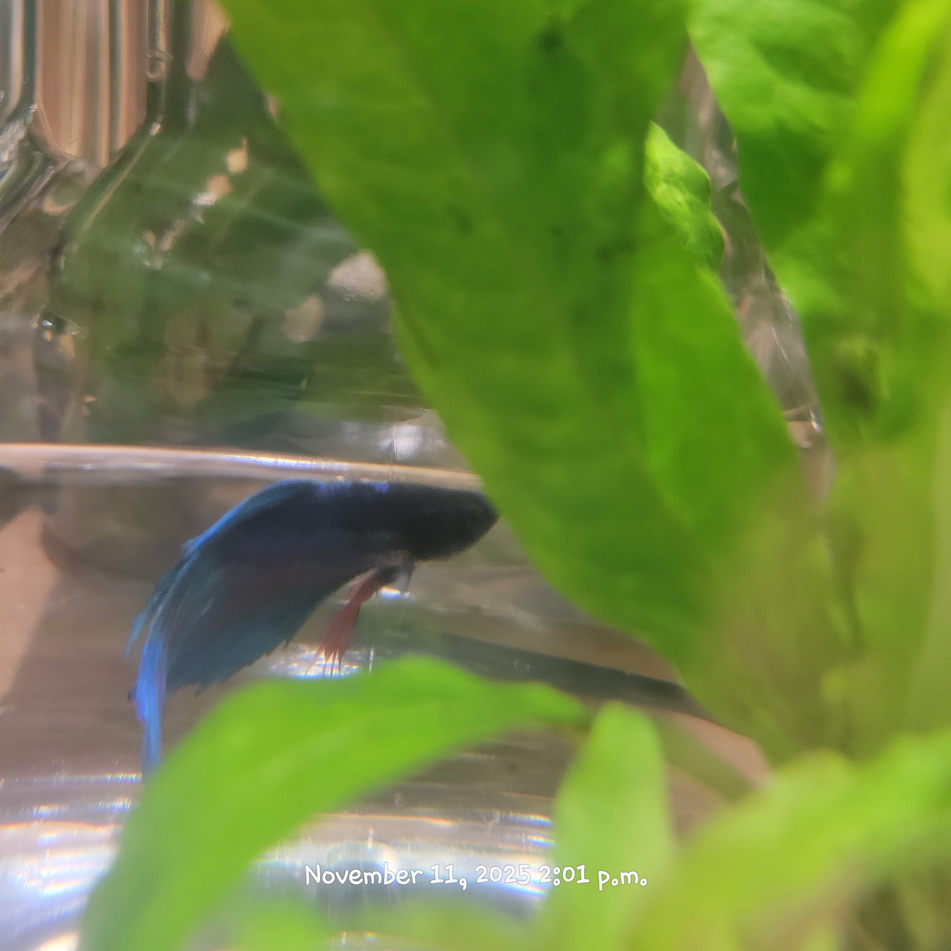 Betta Fish (Subject - B10)
