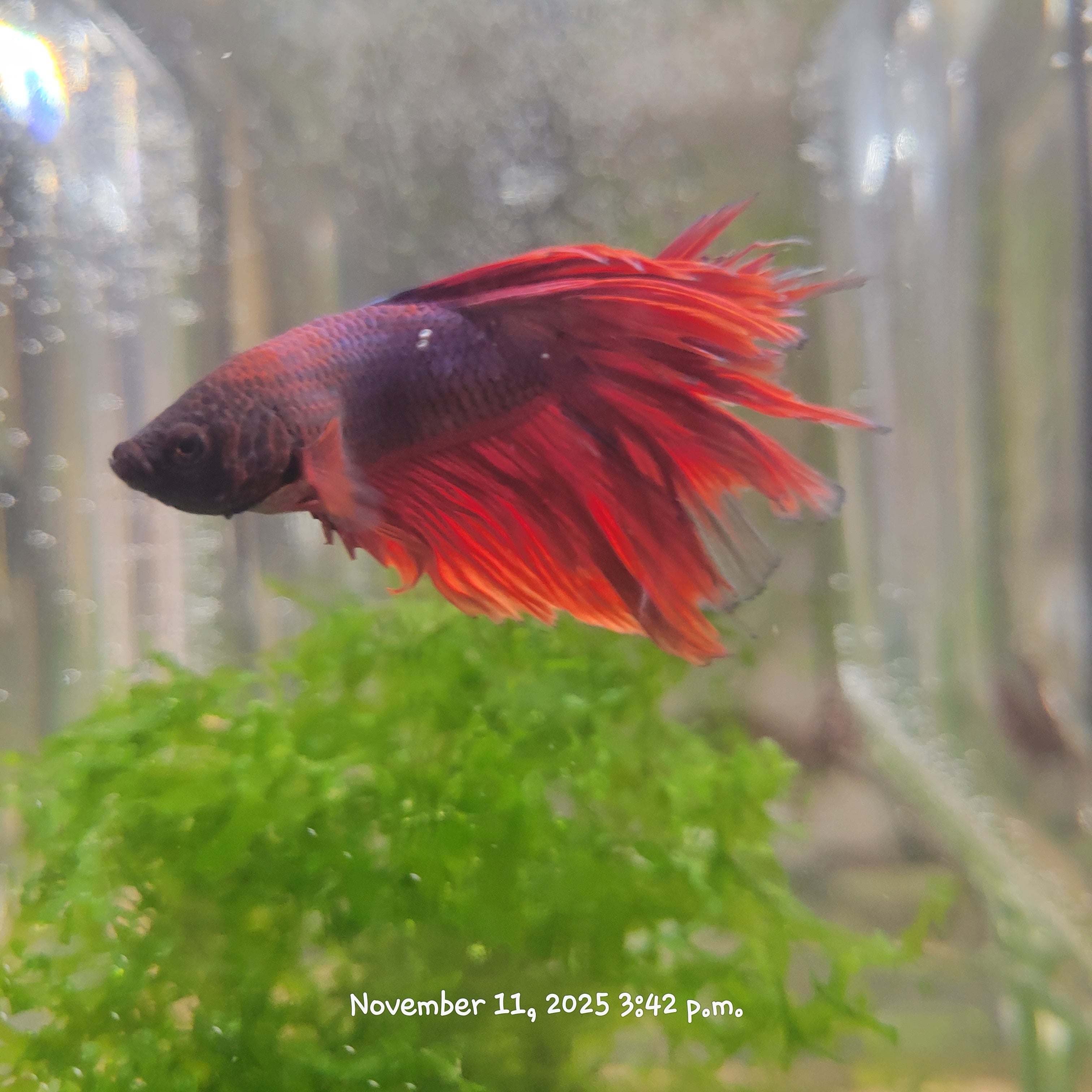 Betta Fish (Subject - B25)