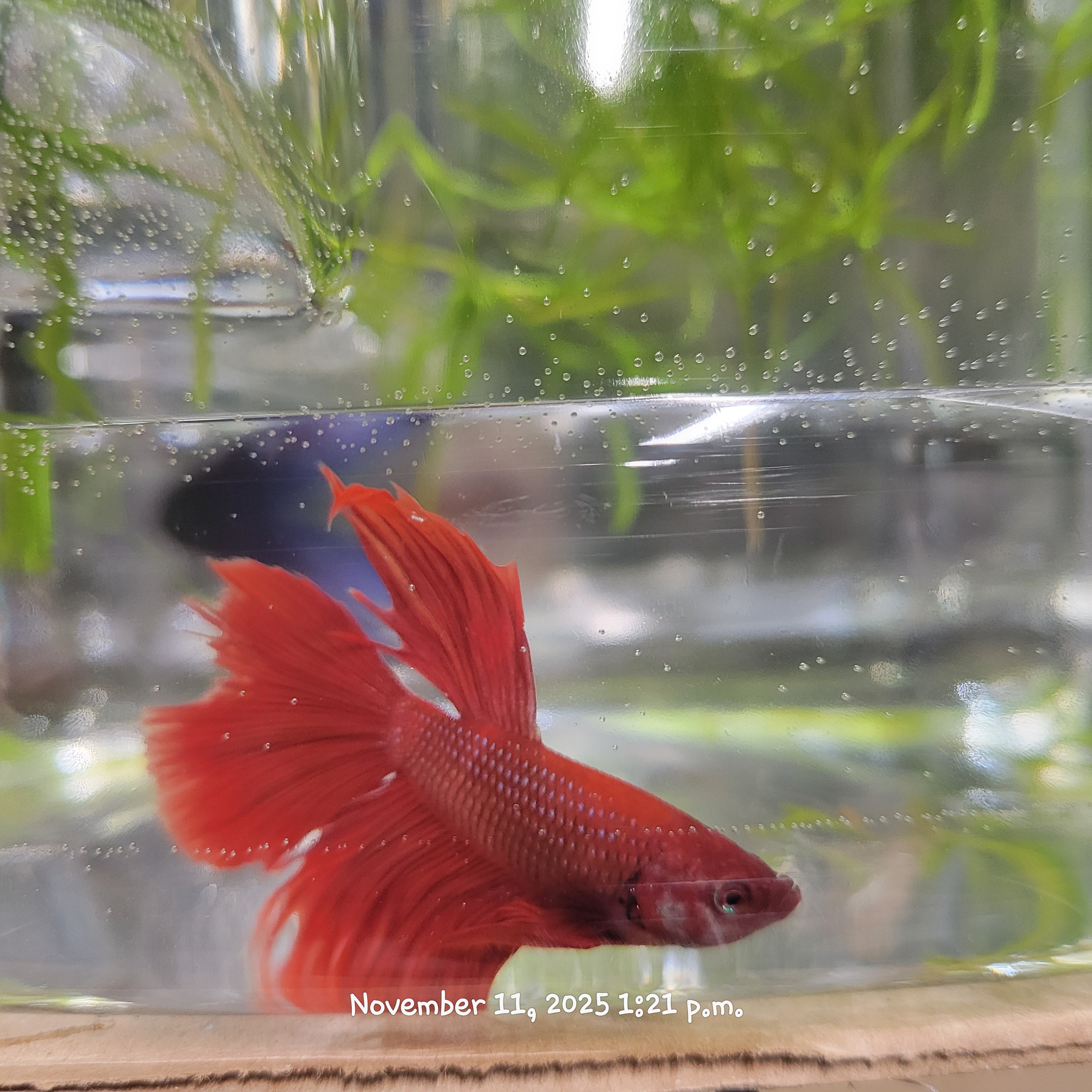 Betta Fish (Subject - B1)