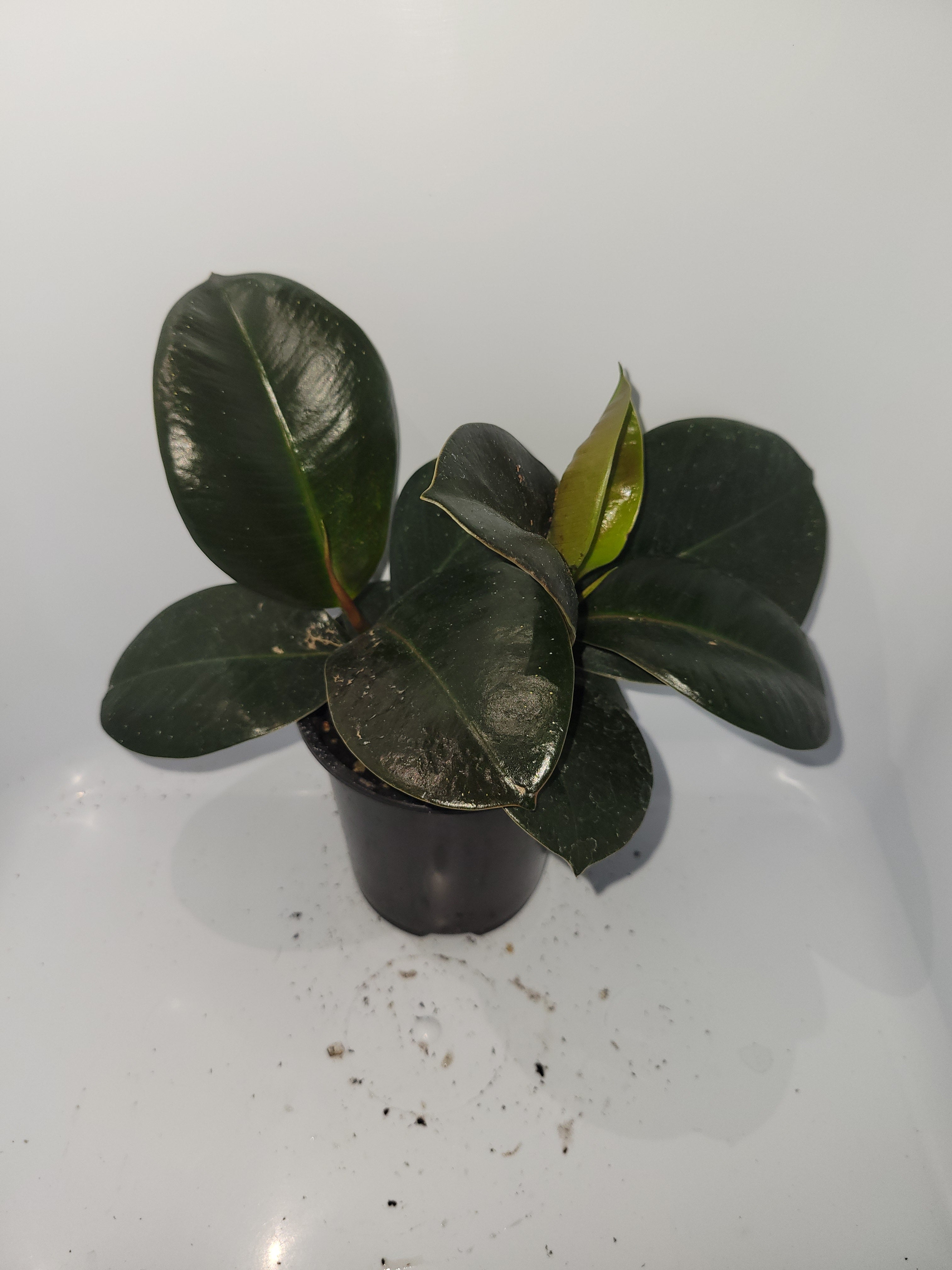 Ficus Elastica Sofia