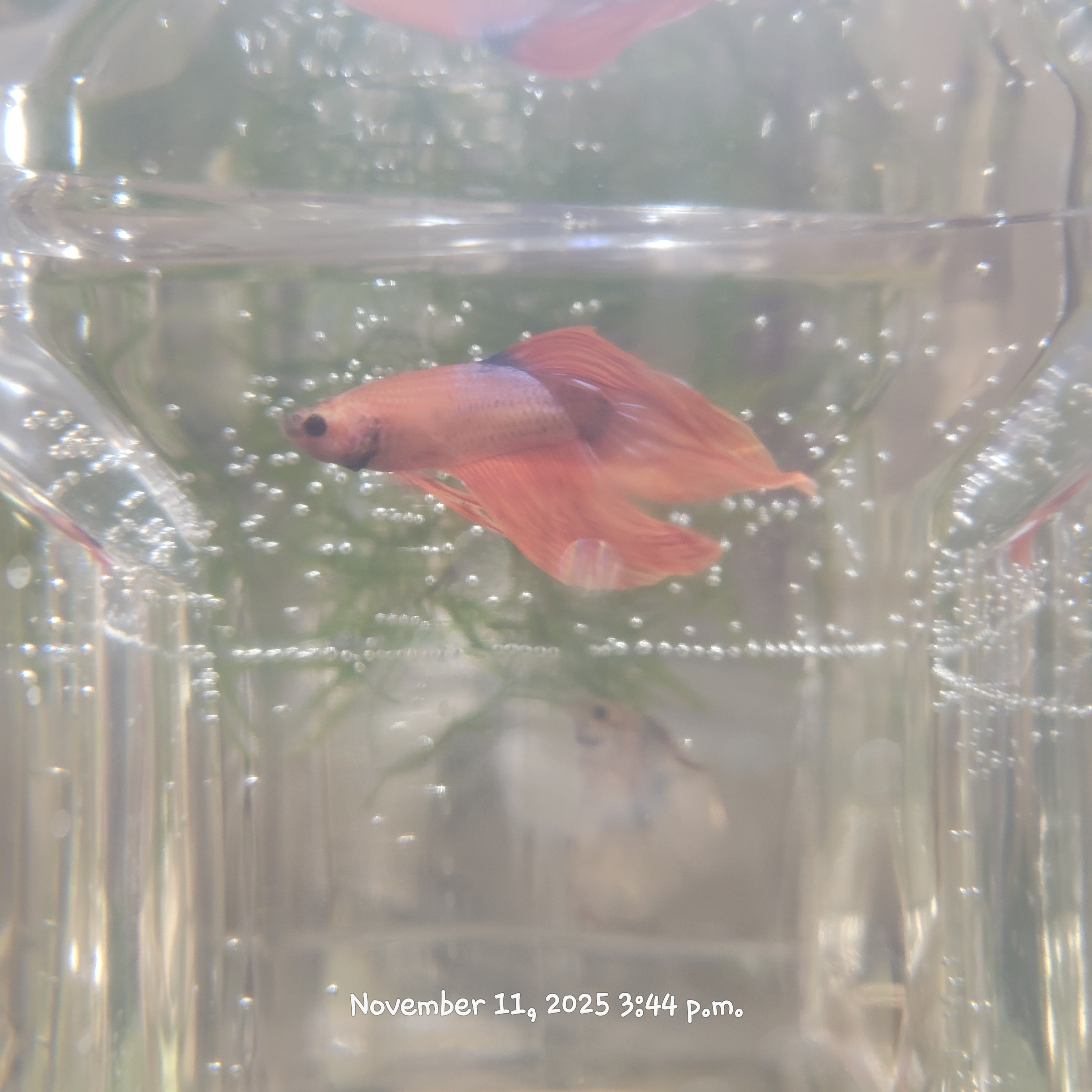 Betta Fish (Subject - B27)