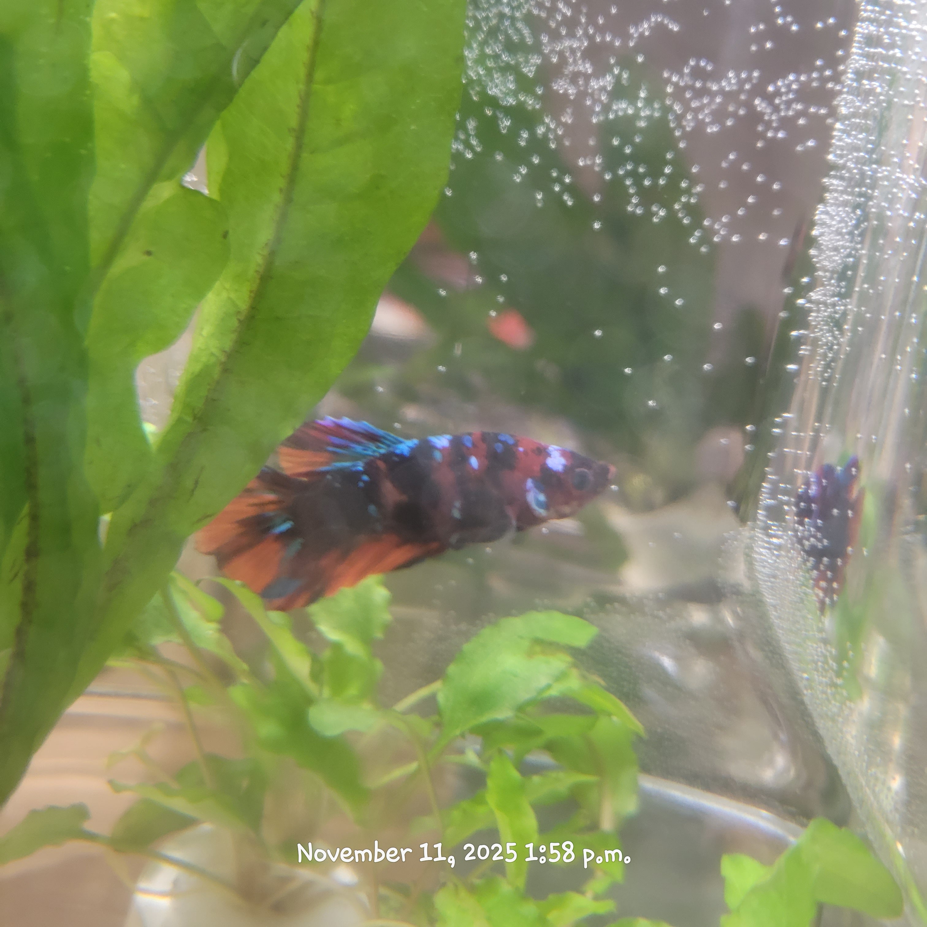 Betta Fish (Subject - B8)