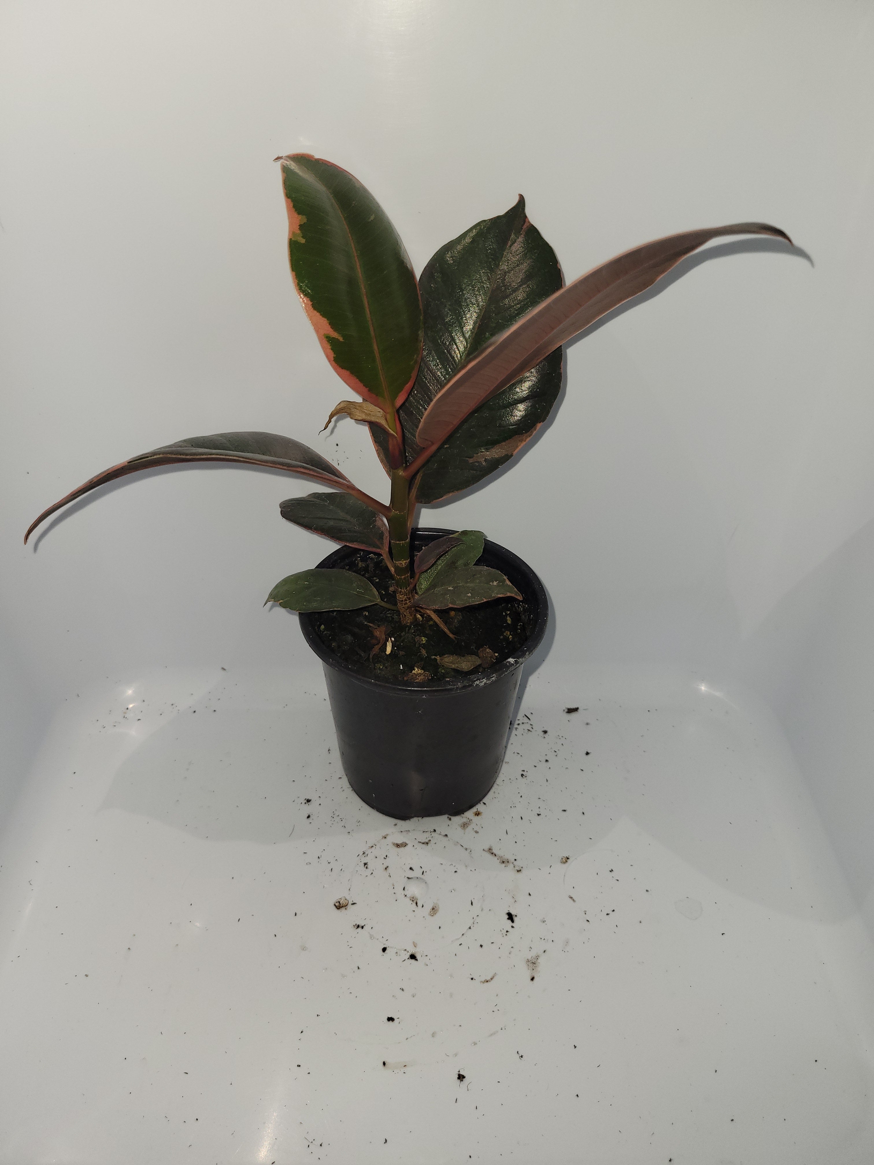 Ficus Elastica Ruby