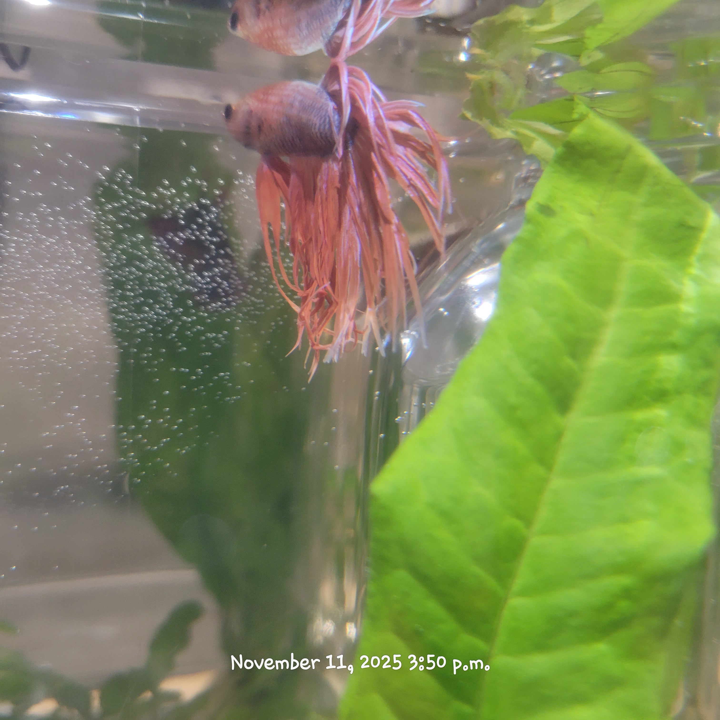 Betta Fish (Subject - B32)