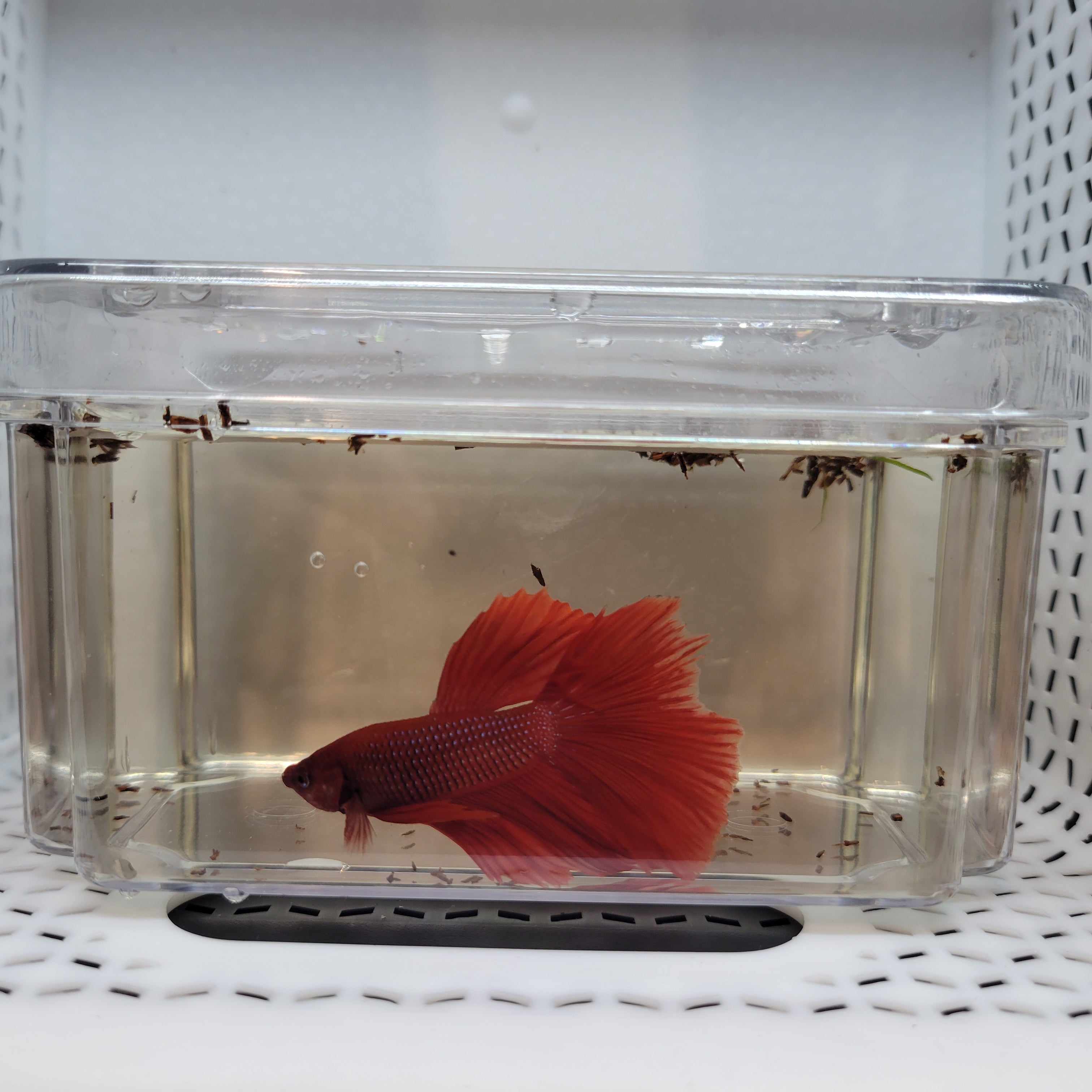 Betta Fish (B1) - Male Veil Tail