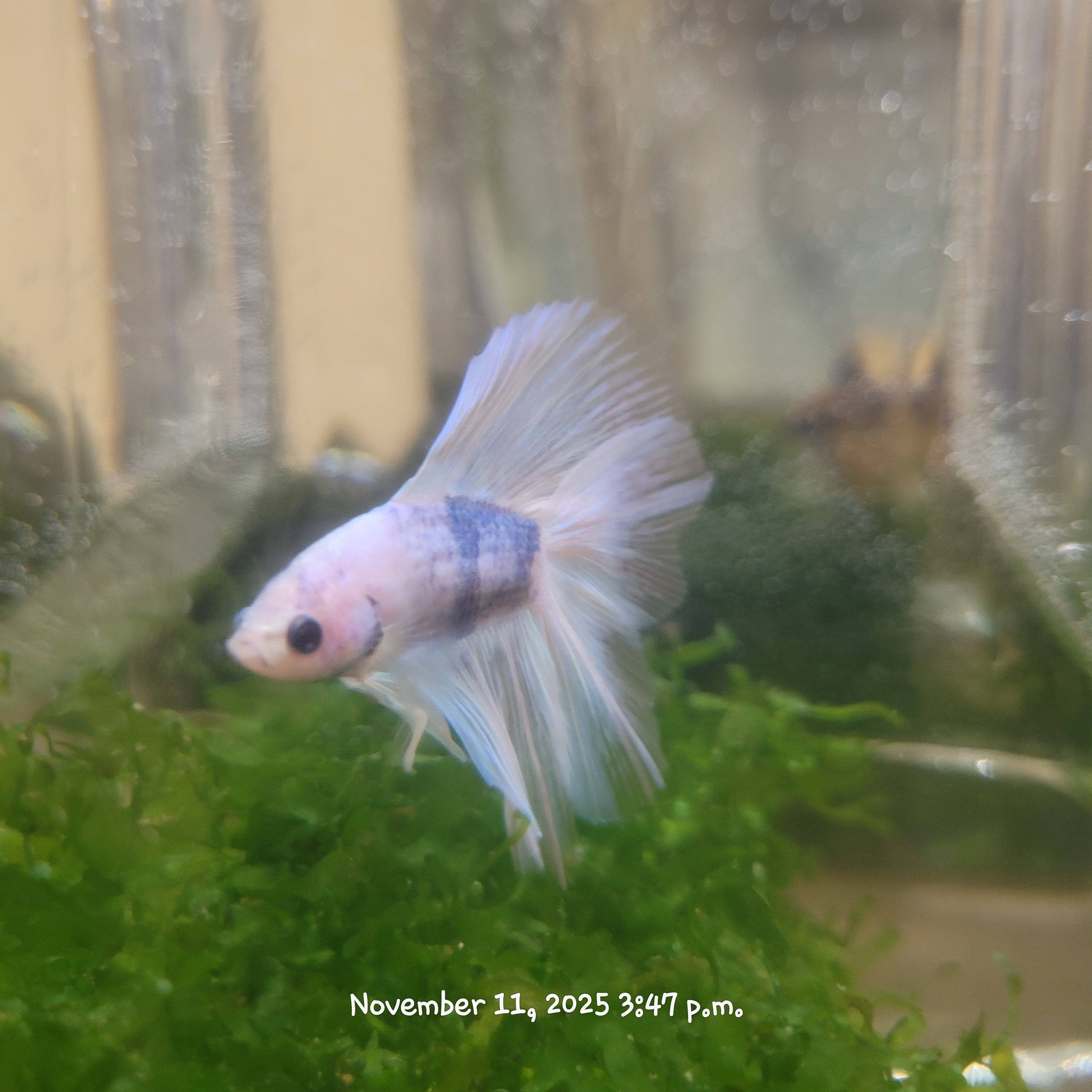 Betta Fish (Subject - B29)