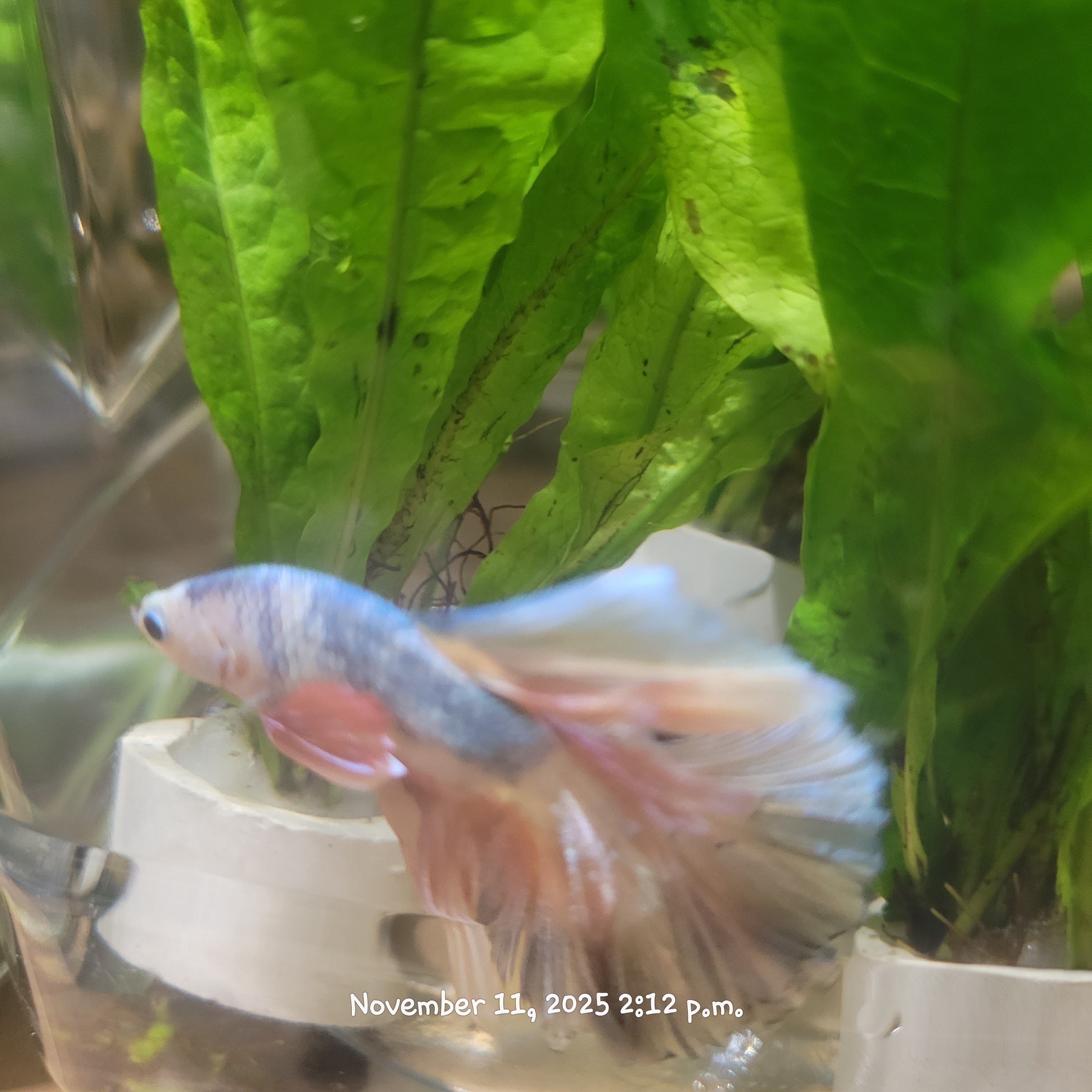 Betta Fish (Subject - B15)