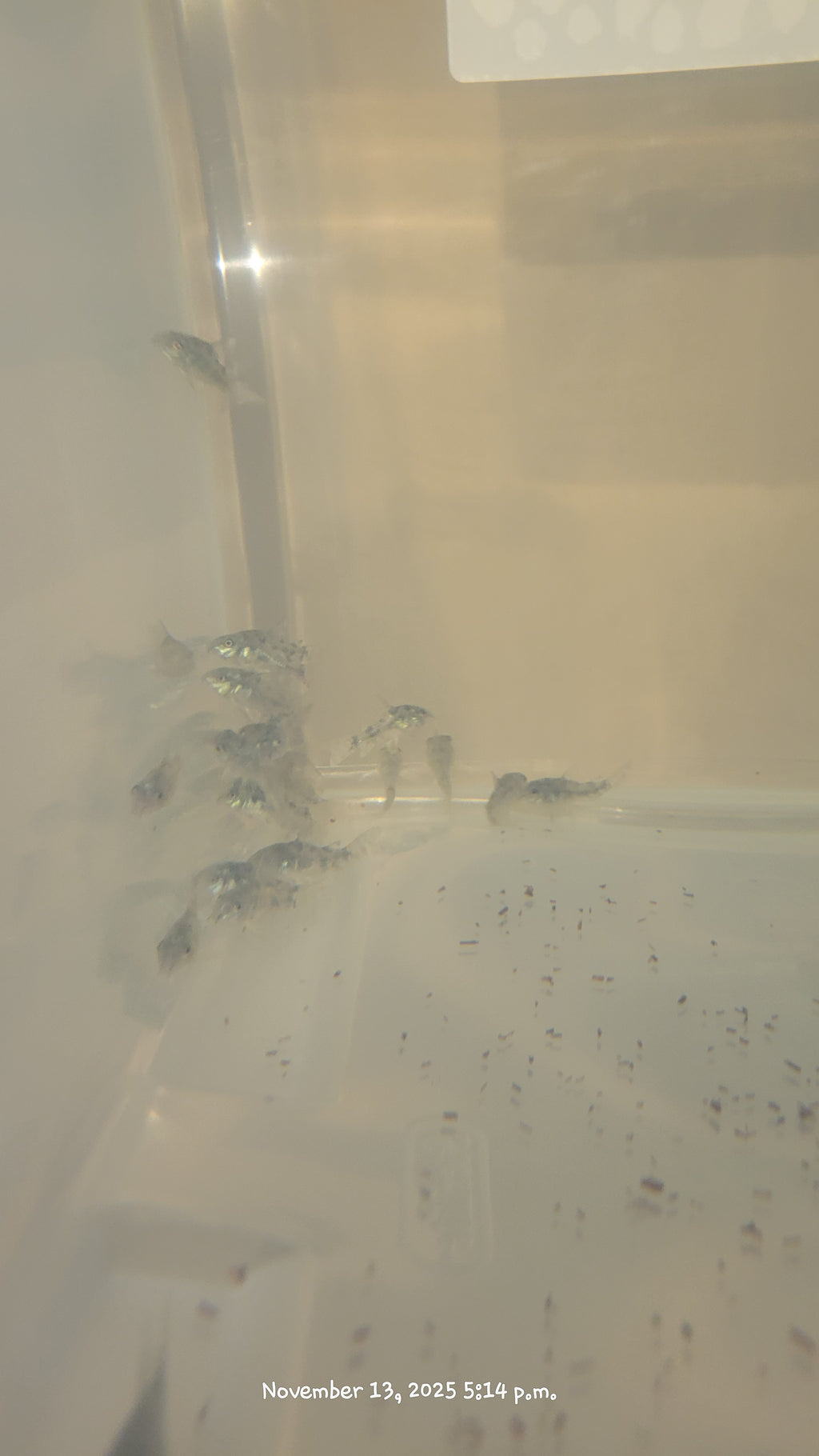 Peppered Corydoras