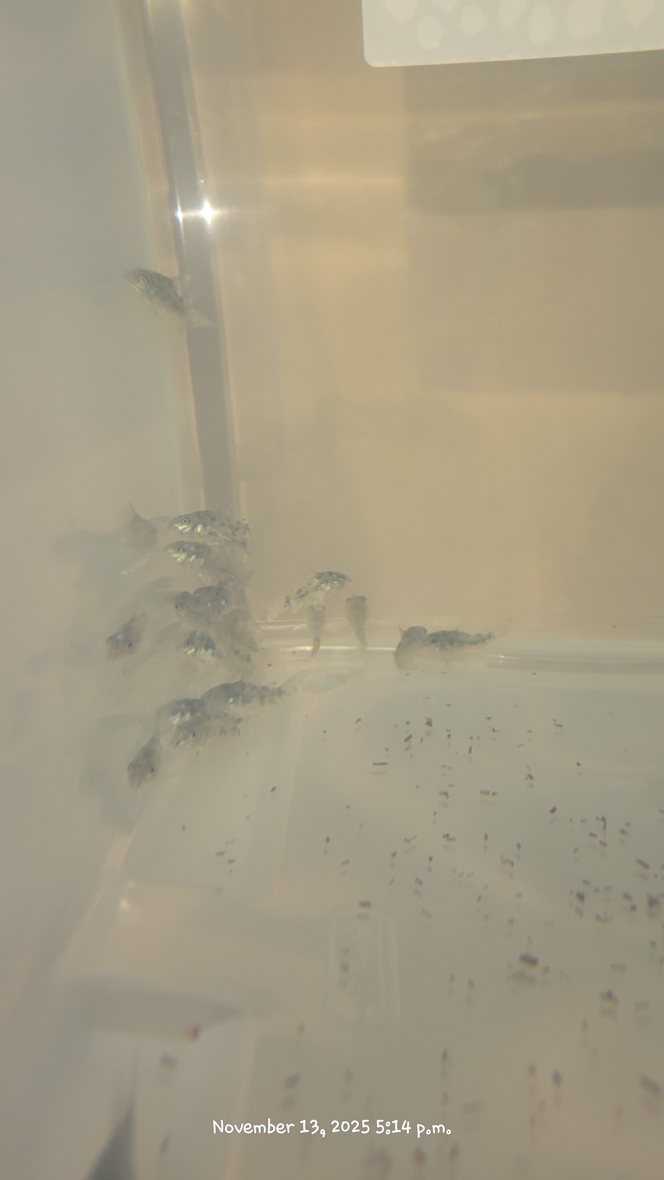 Peppered Corydoras