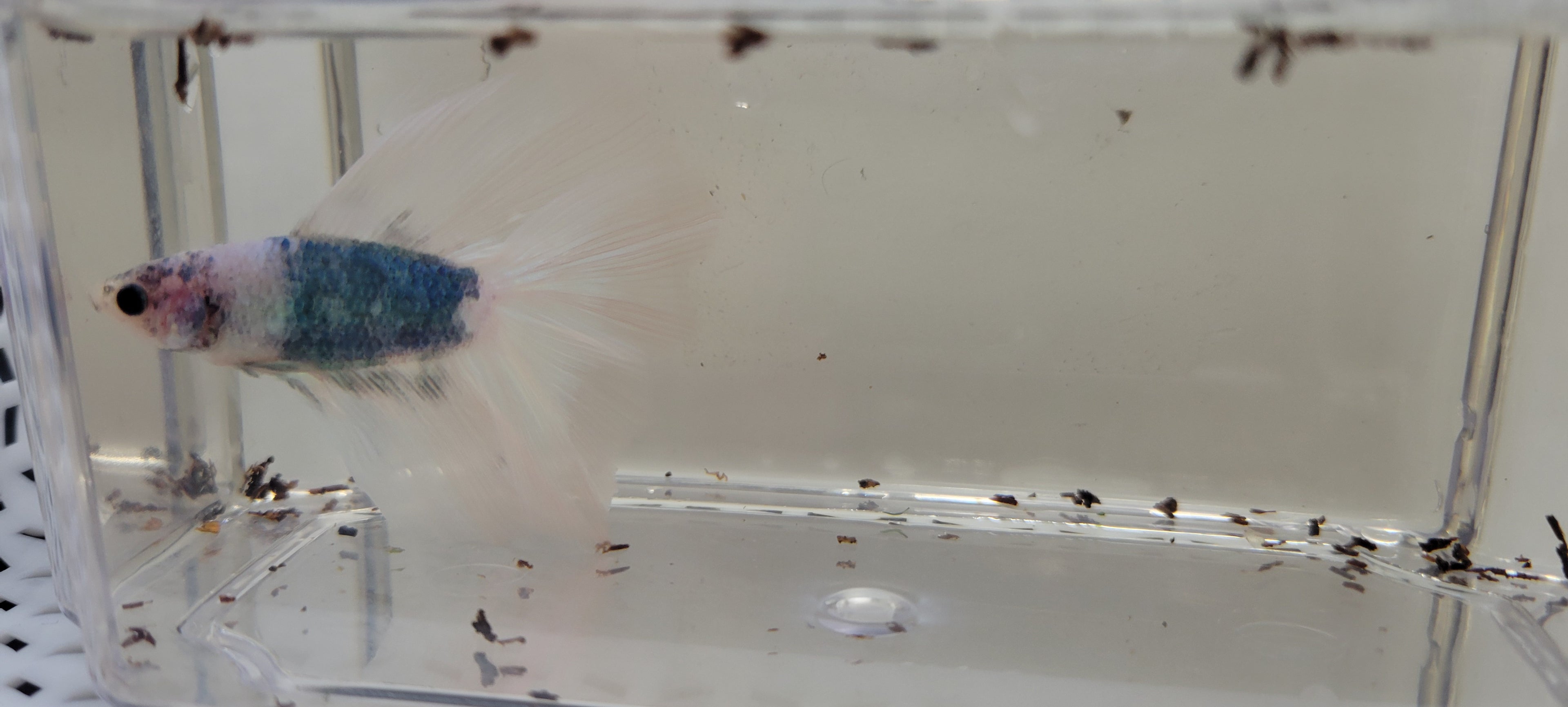 Betta Fish (B29) - Male Halfmoon