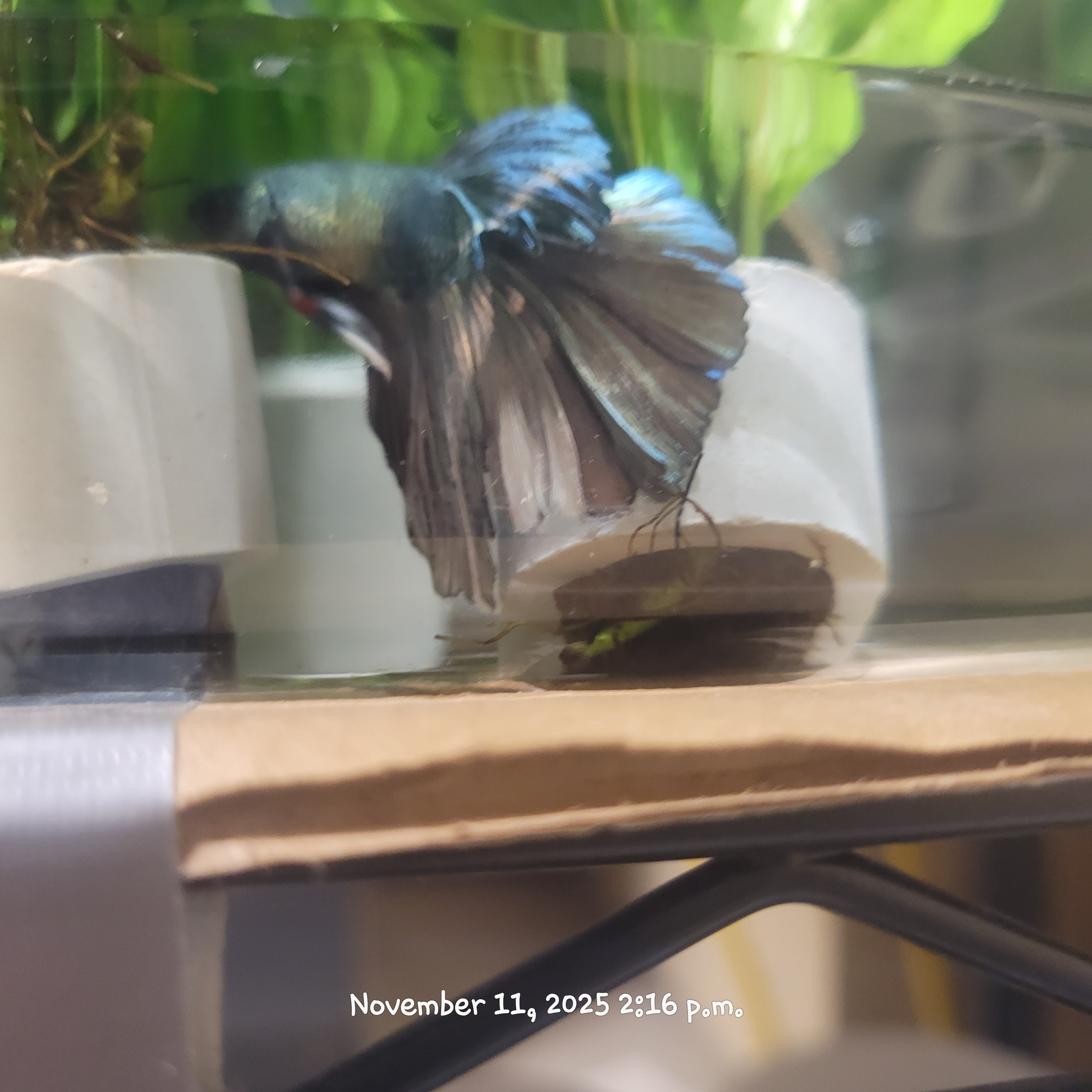 Betta Fish (Subject - B17)