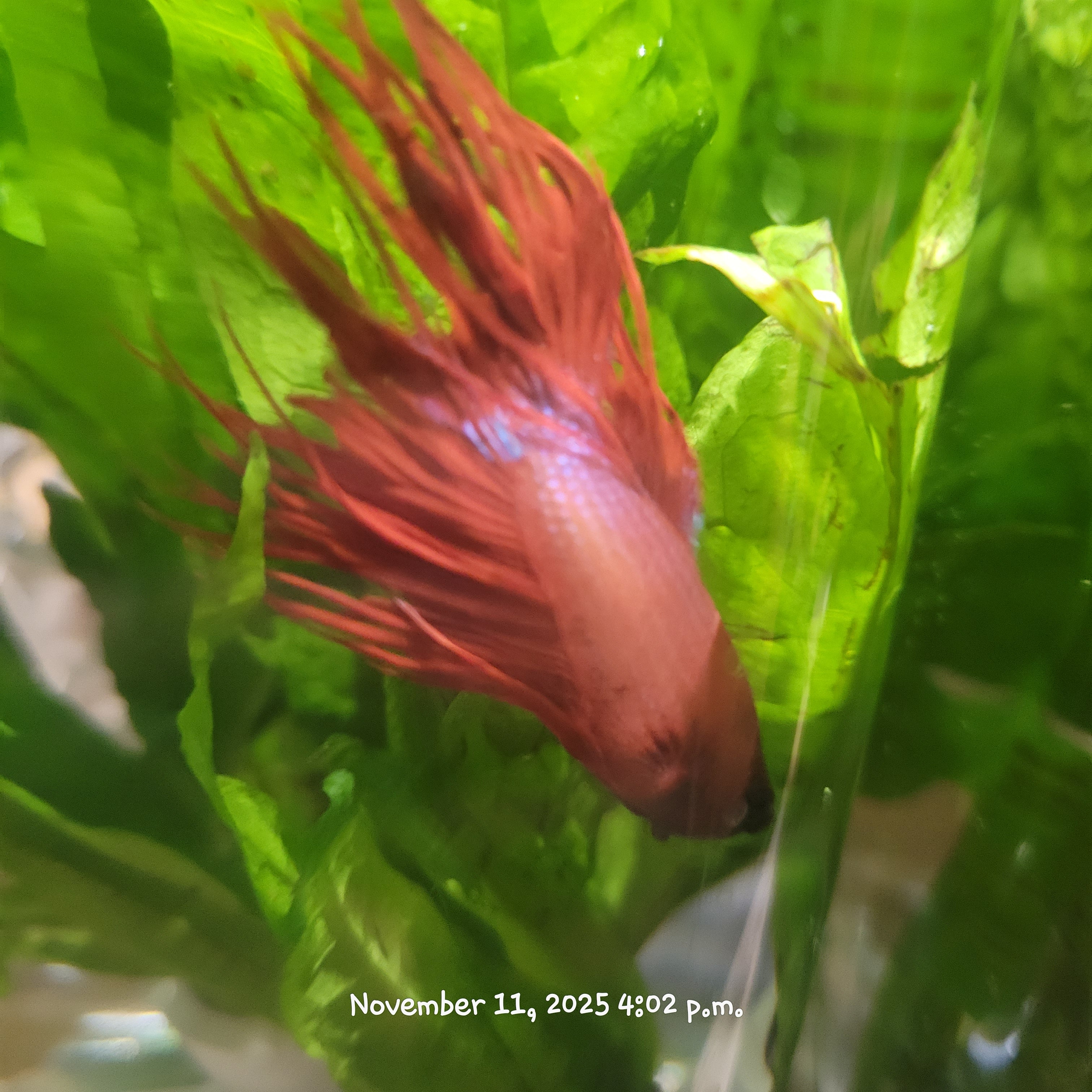 Betta Fish (Subject - B41)