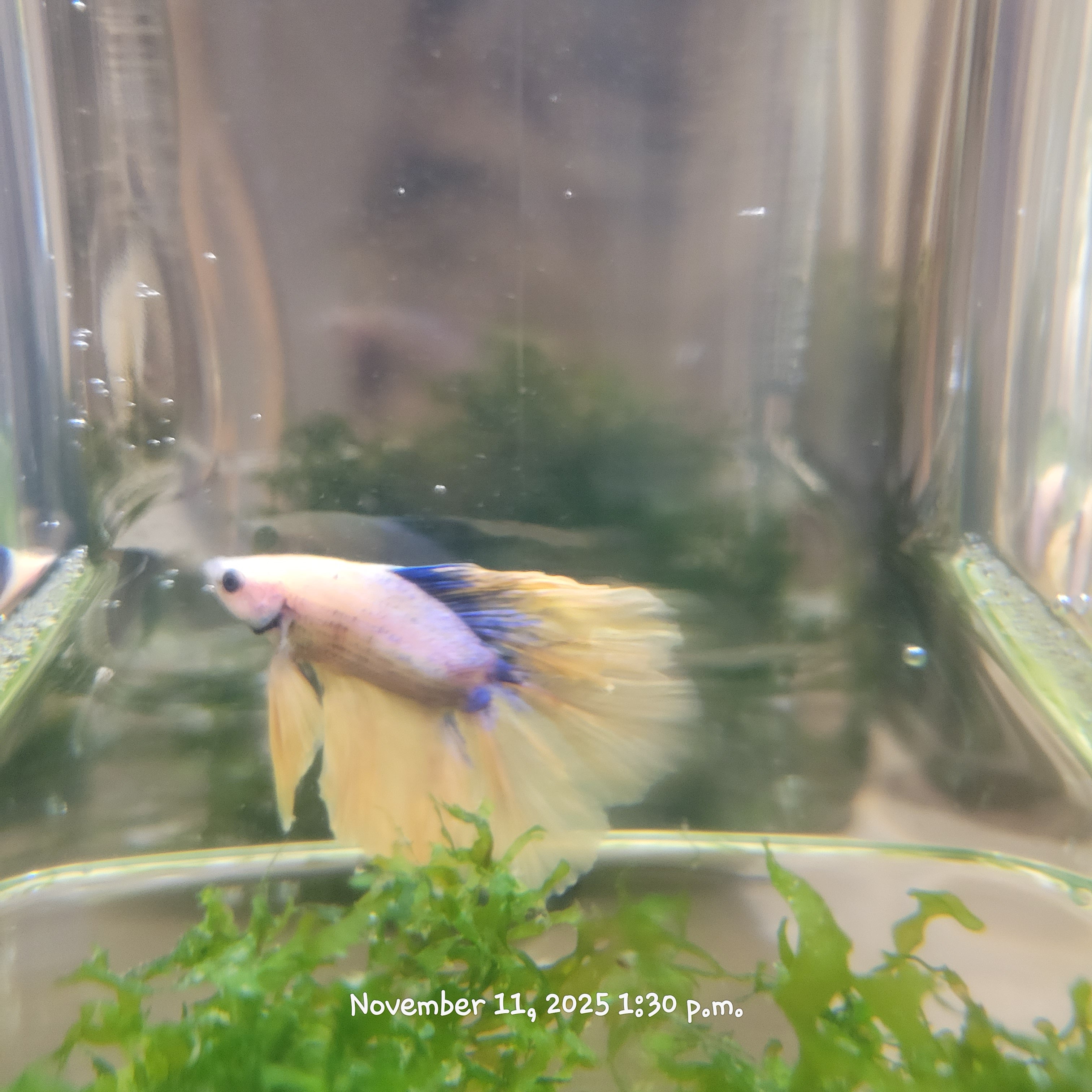 Betta Fish (Subject - B5)