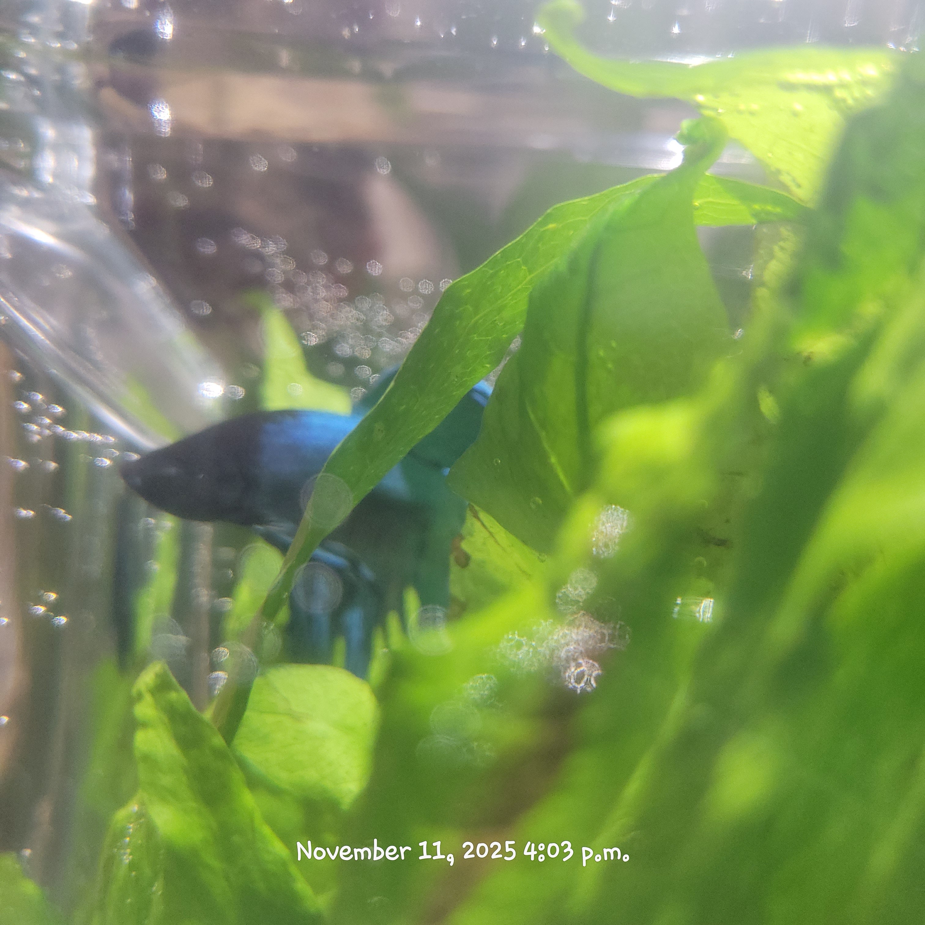 Betta Fish (Subject - B42)