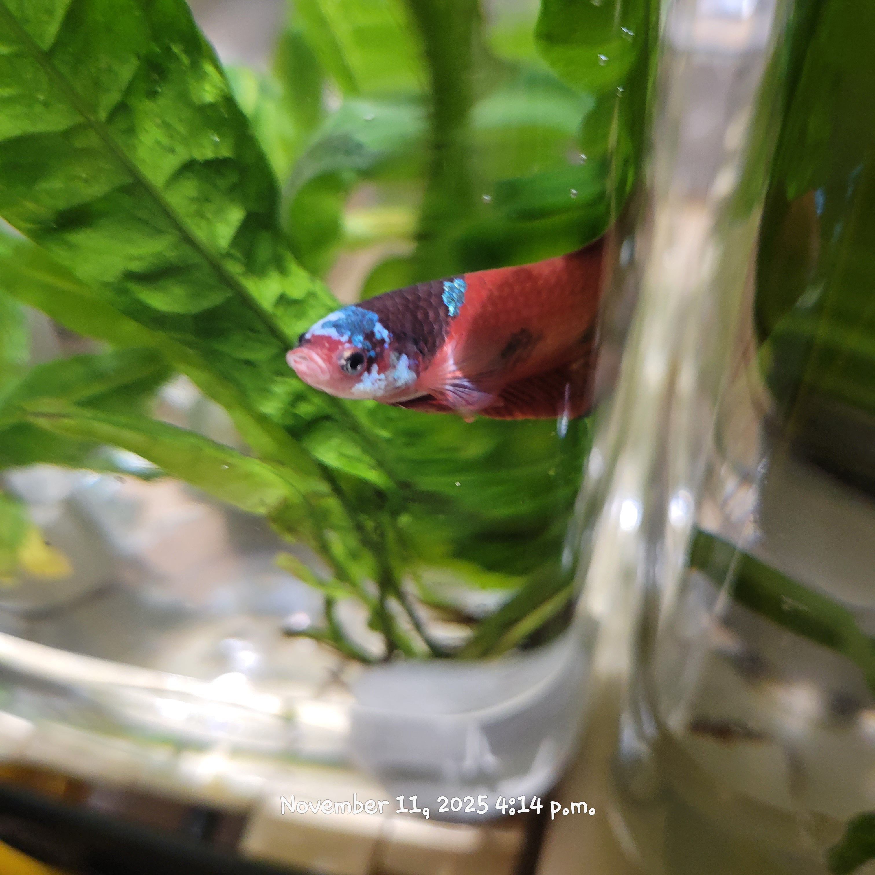 Betta Fish (Subject - B48)