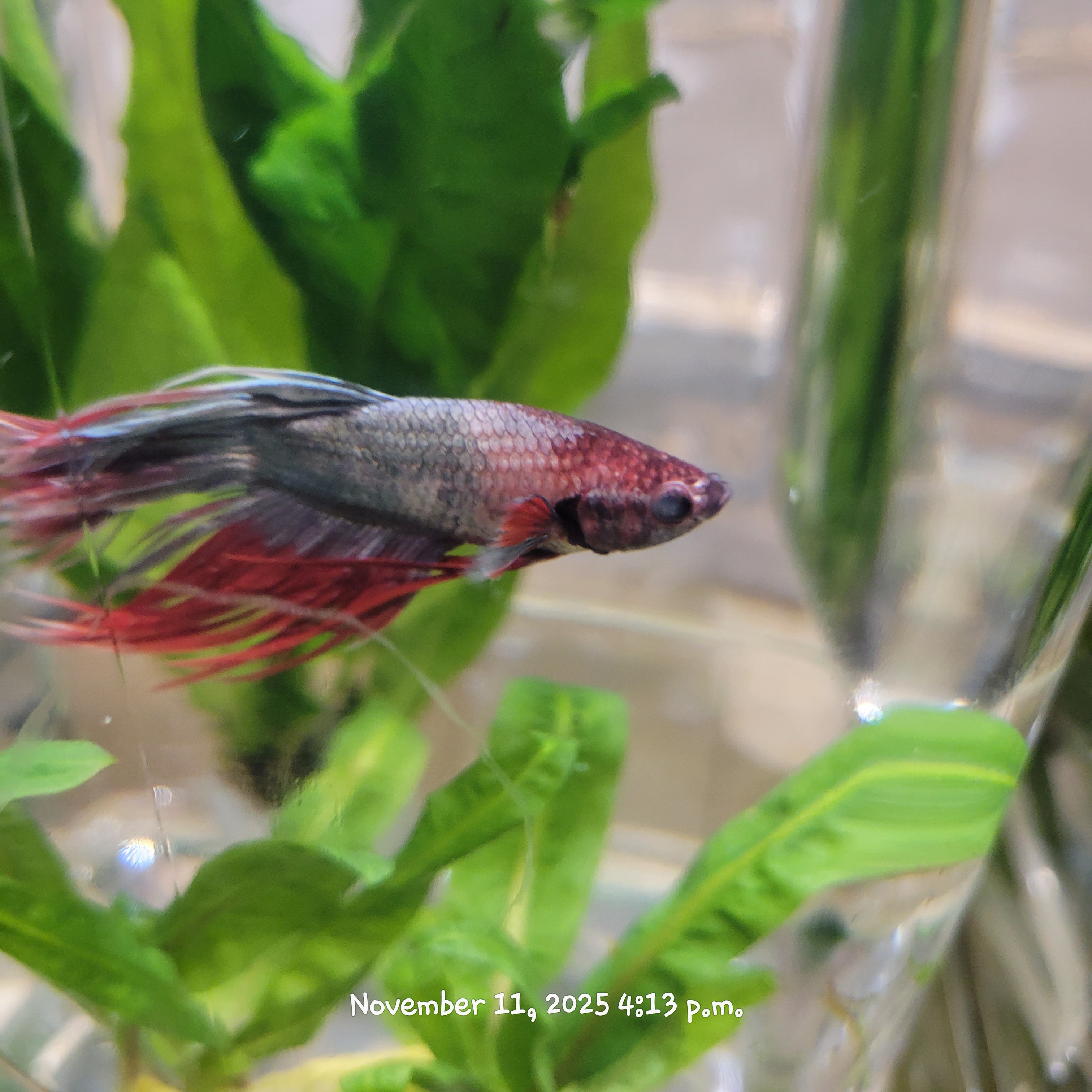 Betta Fish (Subject - B47)