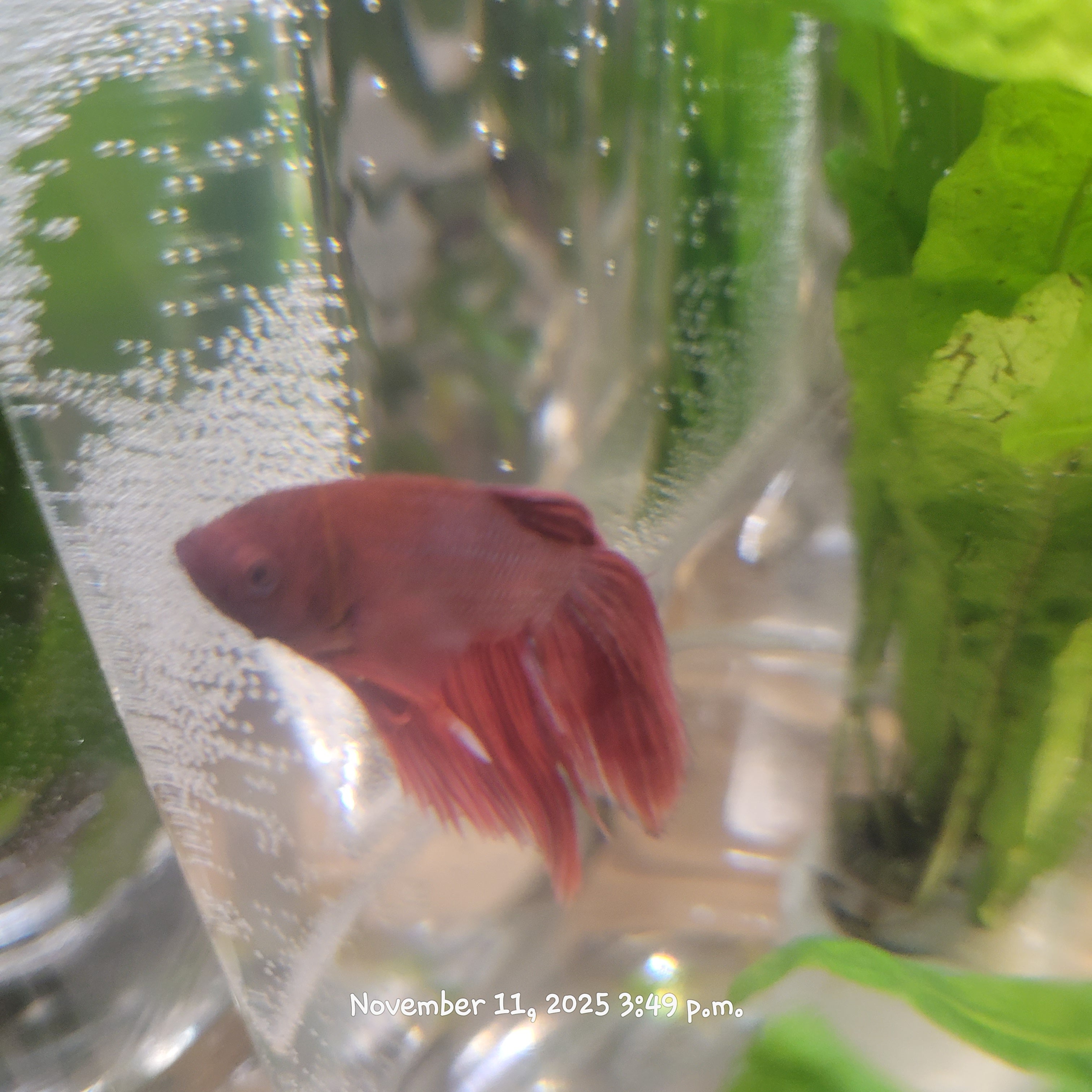 Betta Fish (Subject - B31)