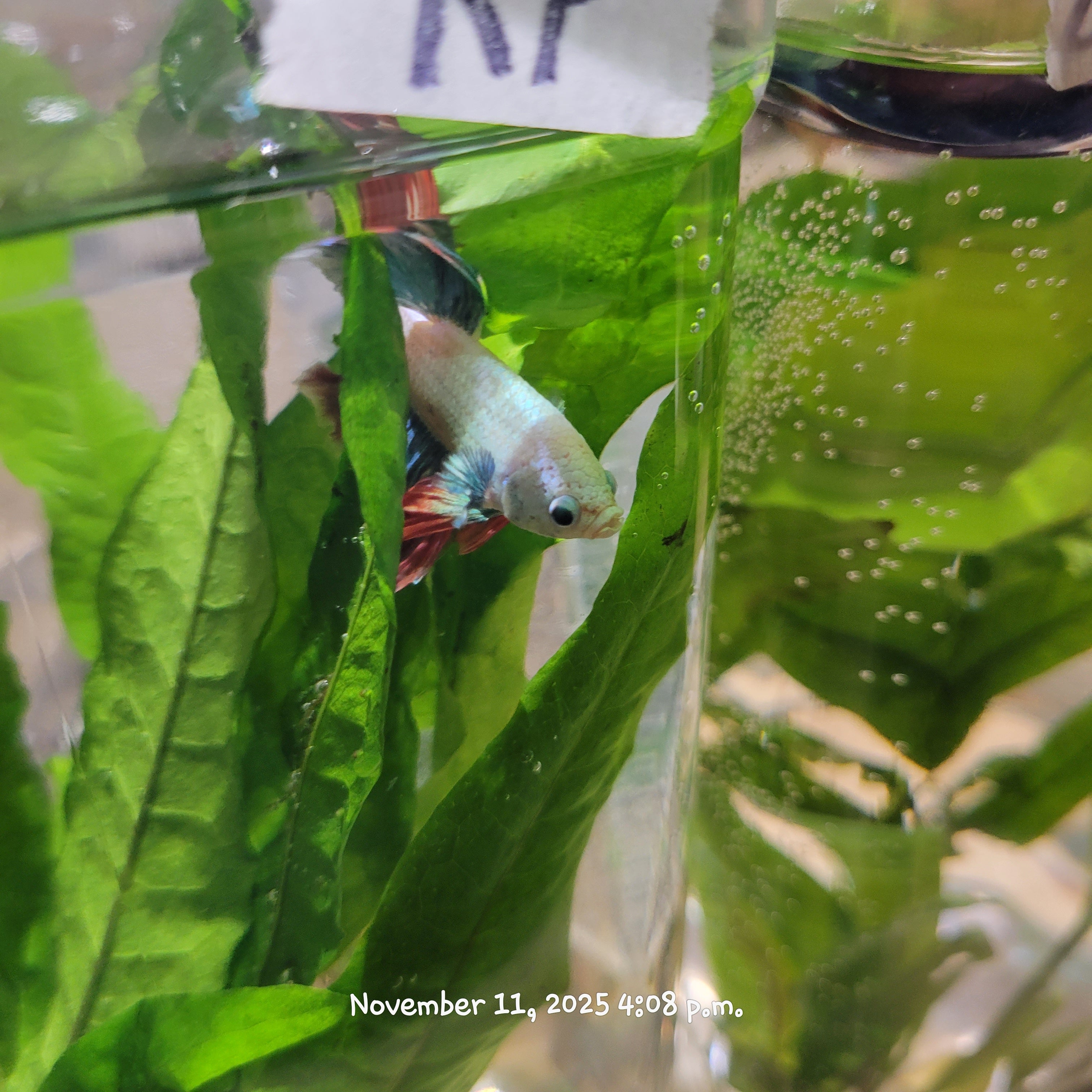 Betta Fish (Subject - B44)