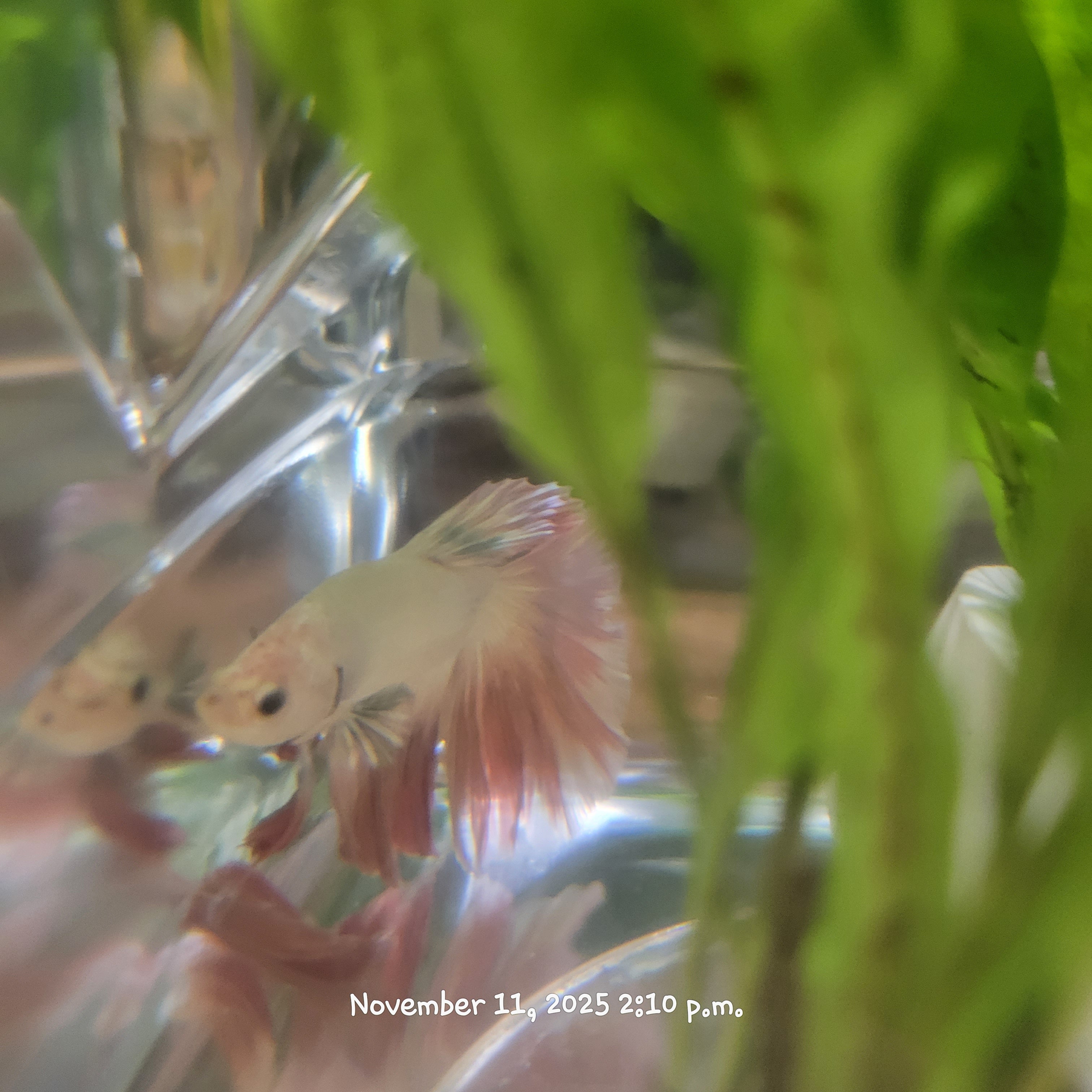 Betta Fish (Subject - B14)