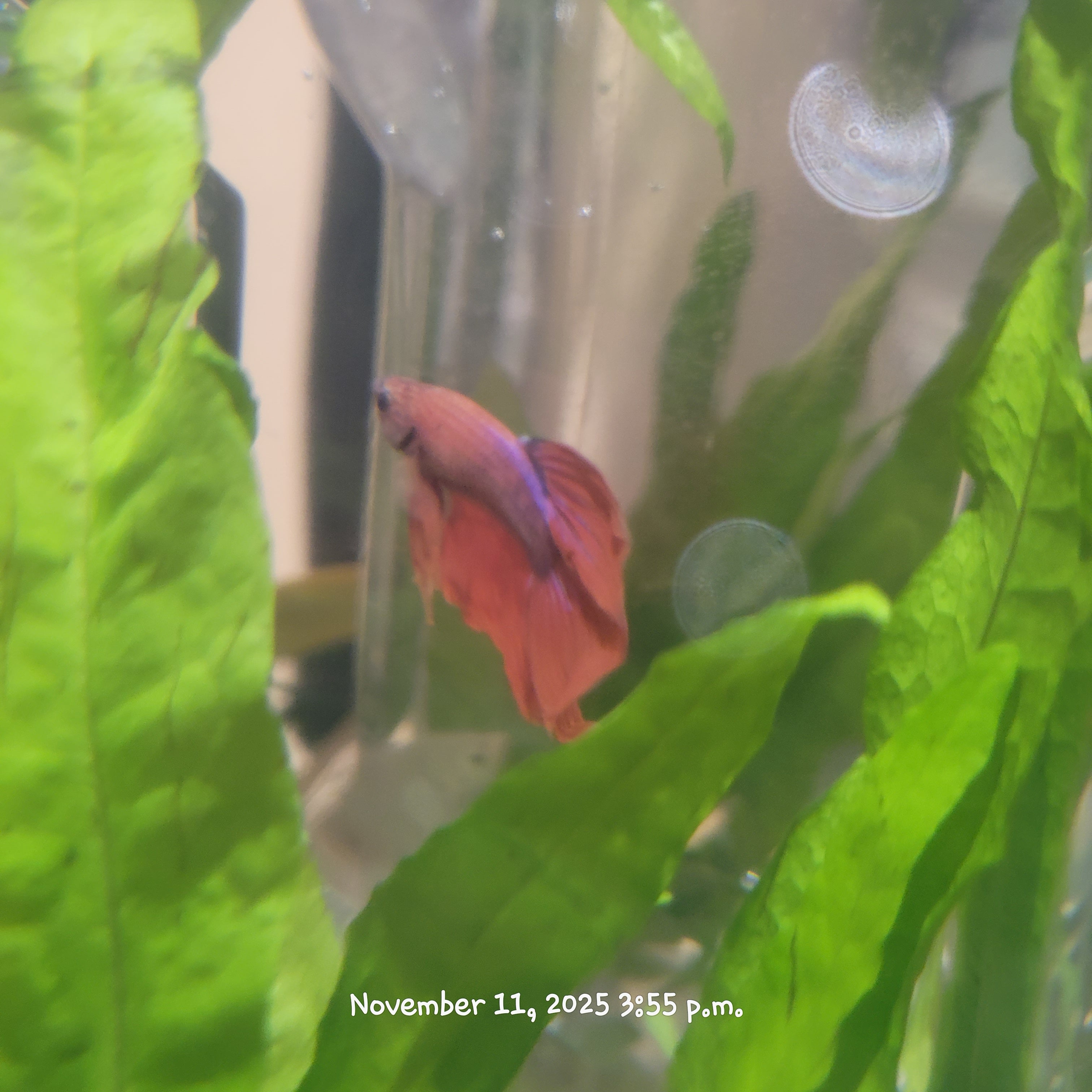 Betta Fish (Subject - B36)