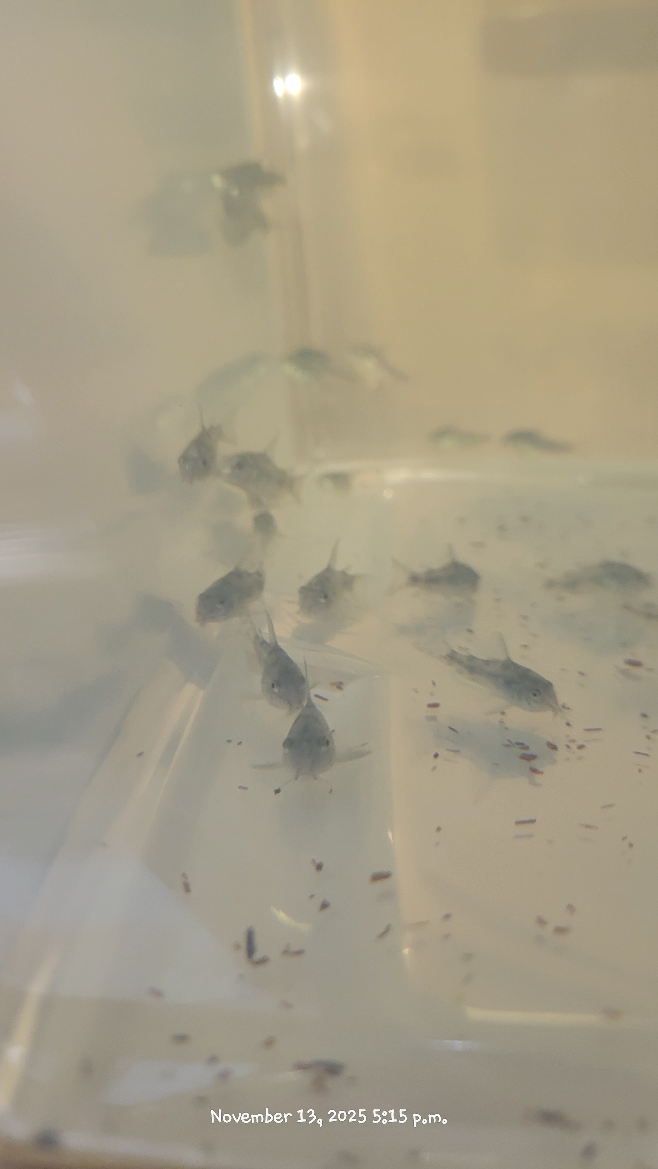 Peppered Corydoras