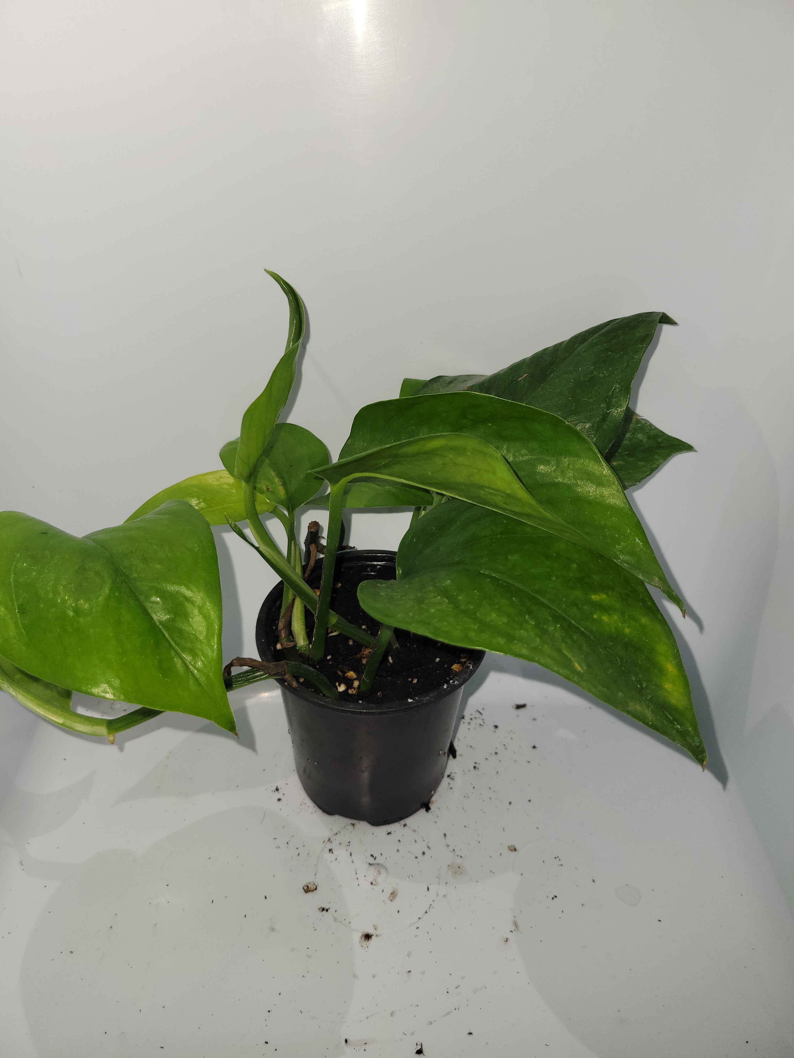 Pothos Jade