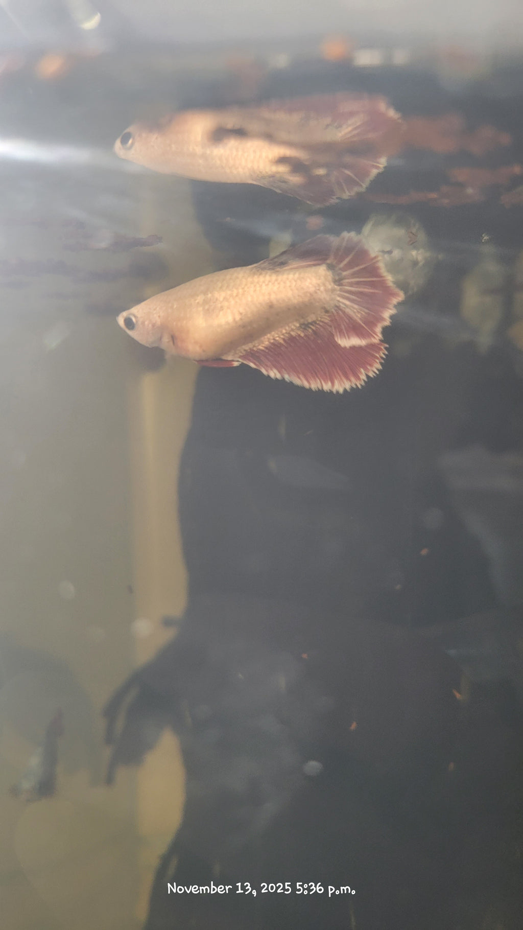 Female Betta Fish (Half-Moon)