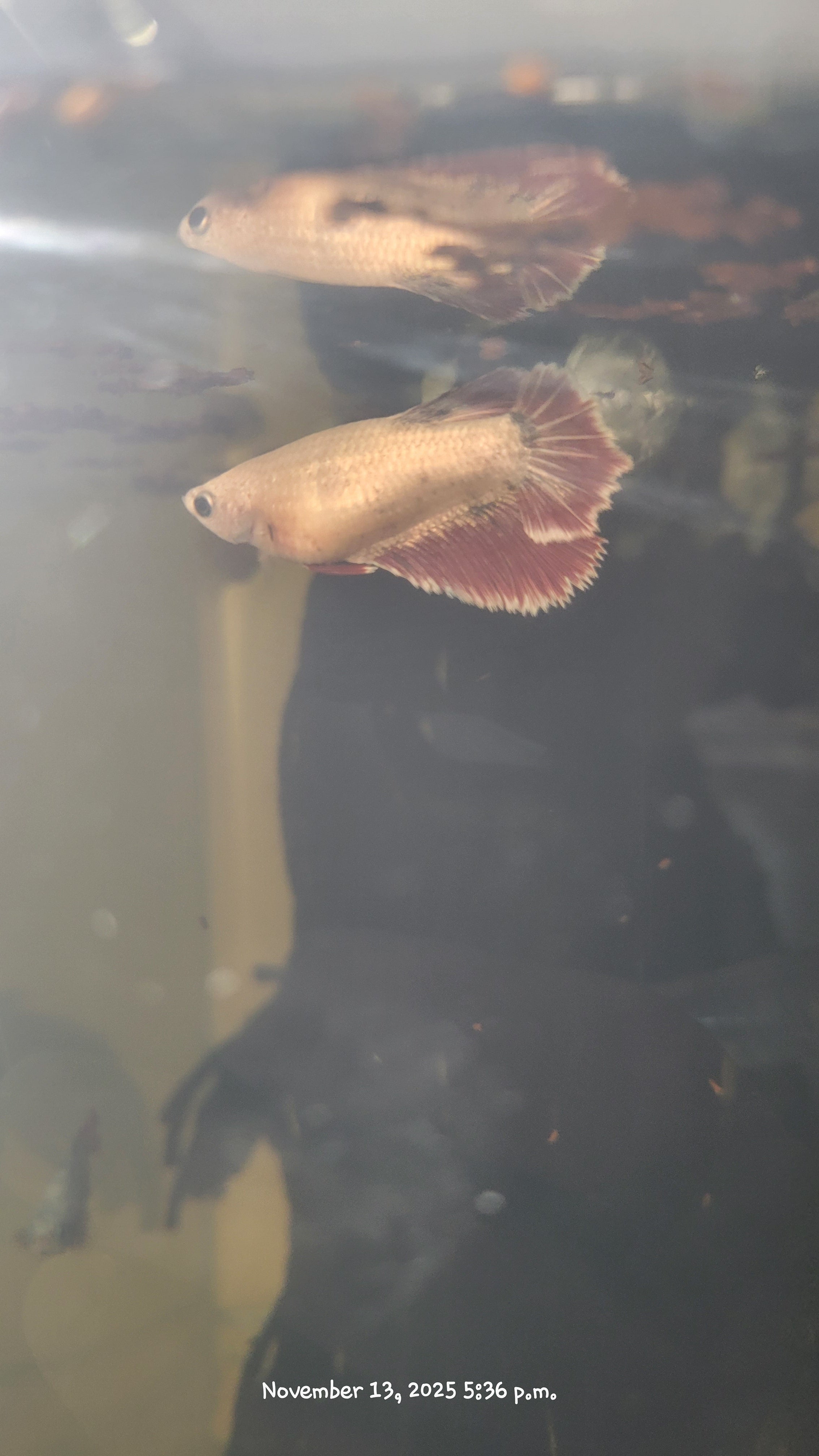 Female Betta Fish (Half-Moon)
