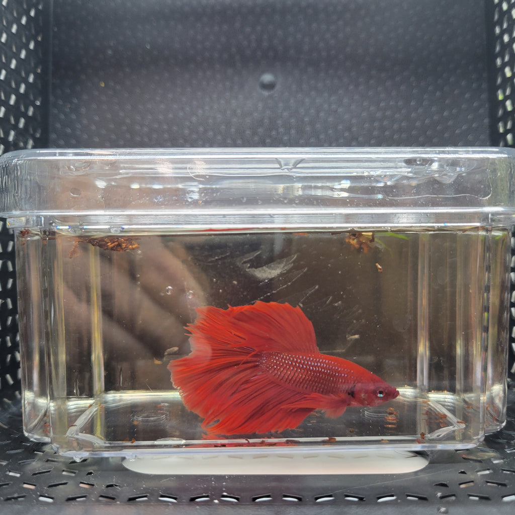 Betta Fish (B1) - Male Veil Tail