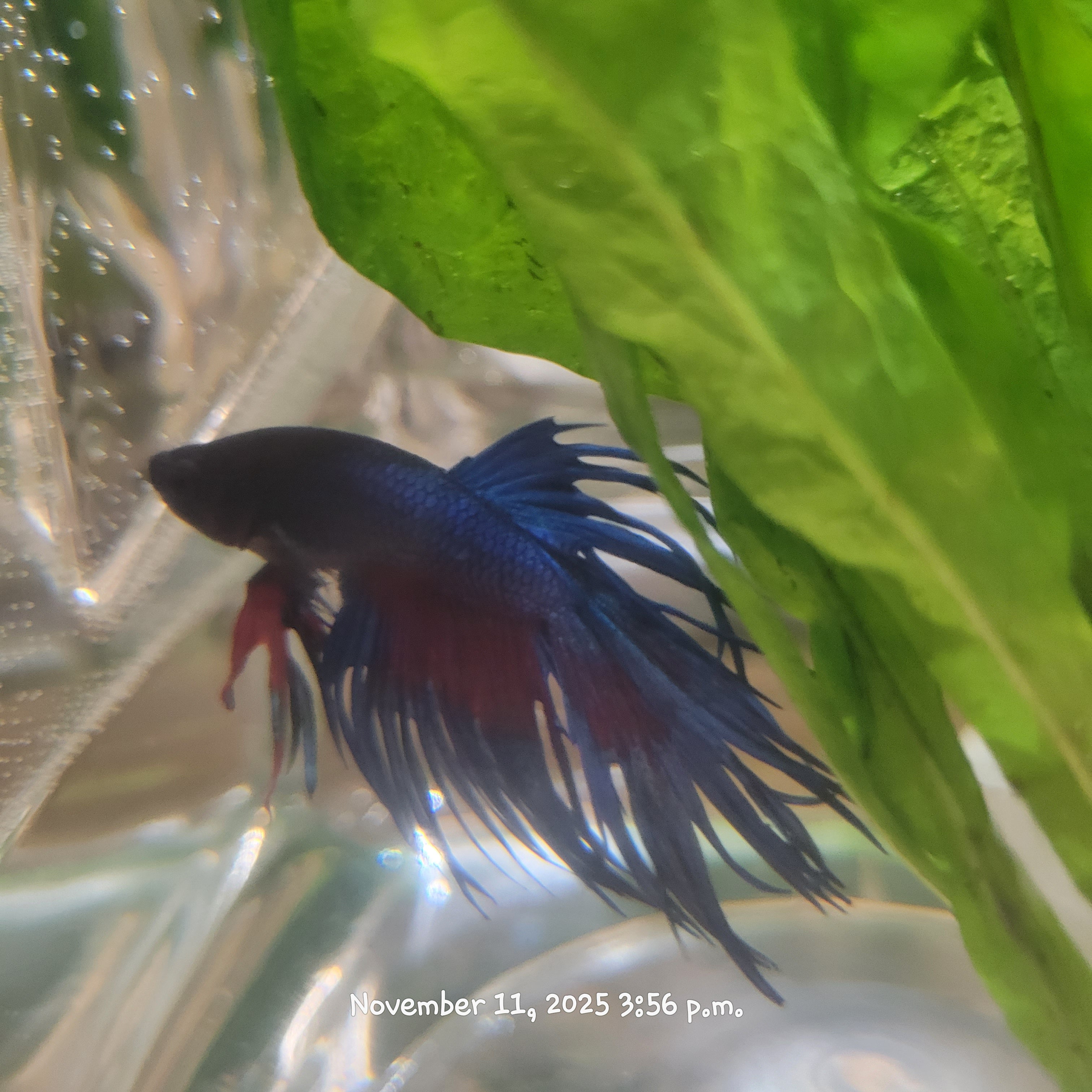 Betta Fish (Subject - B38)