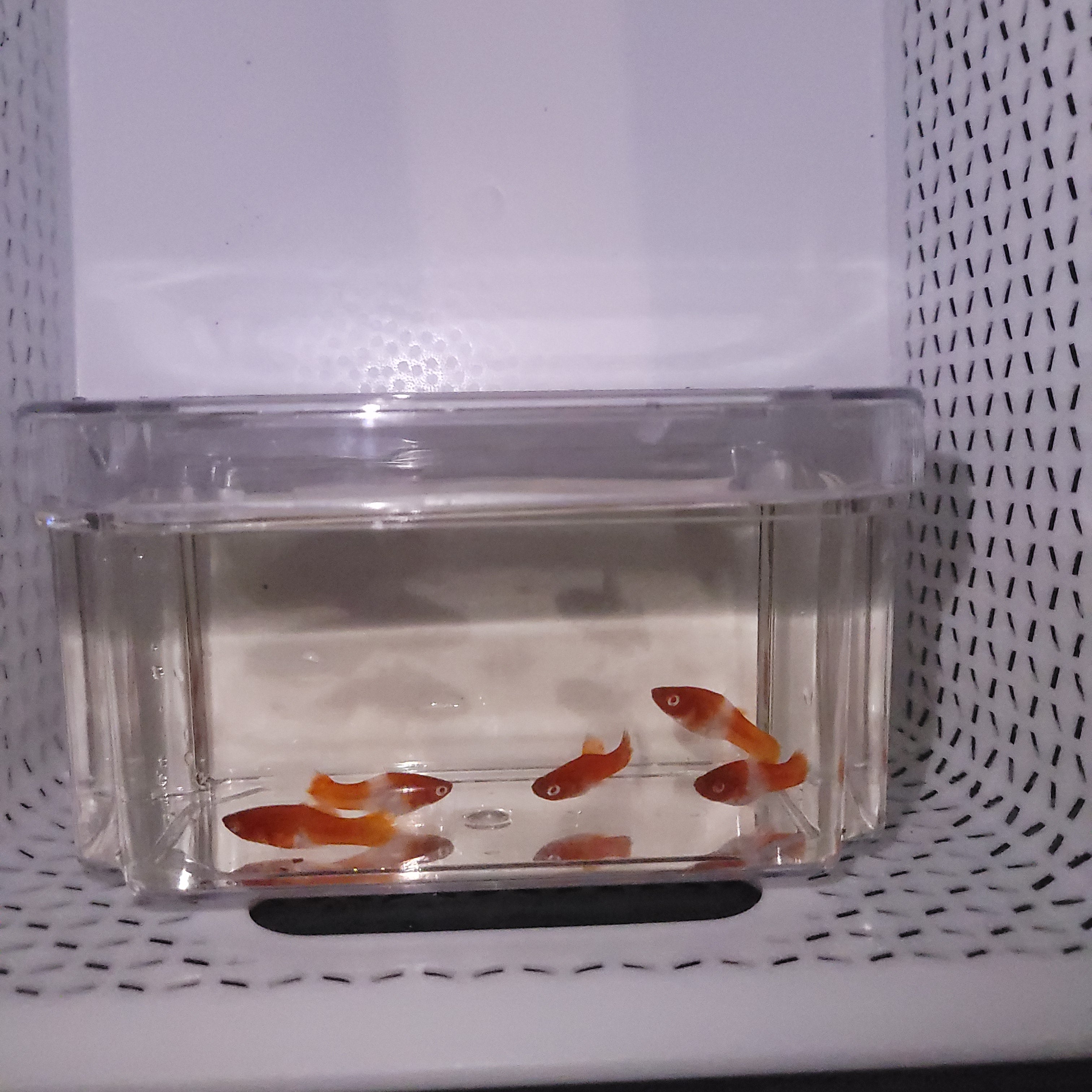 Kohaku Koi Swordtail