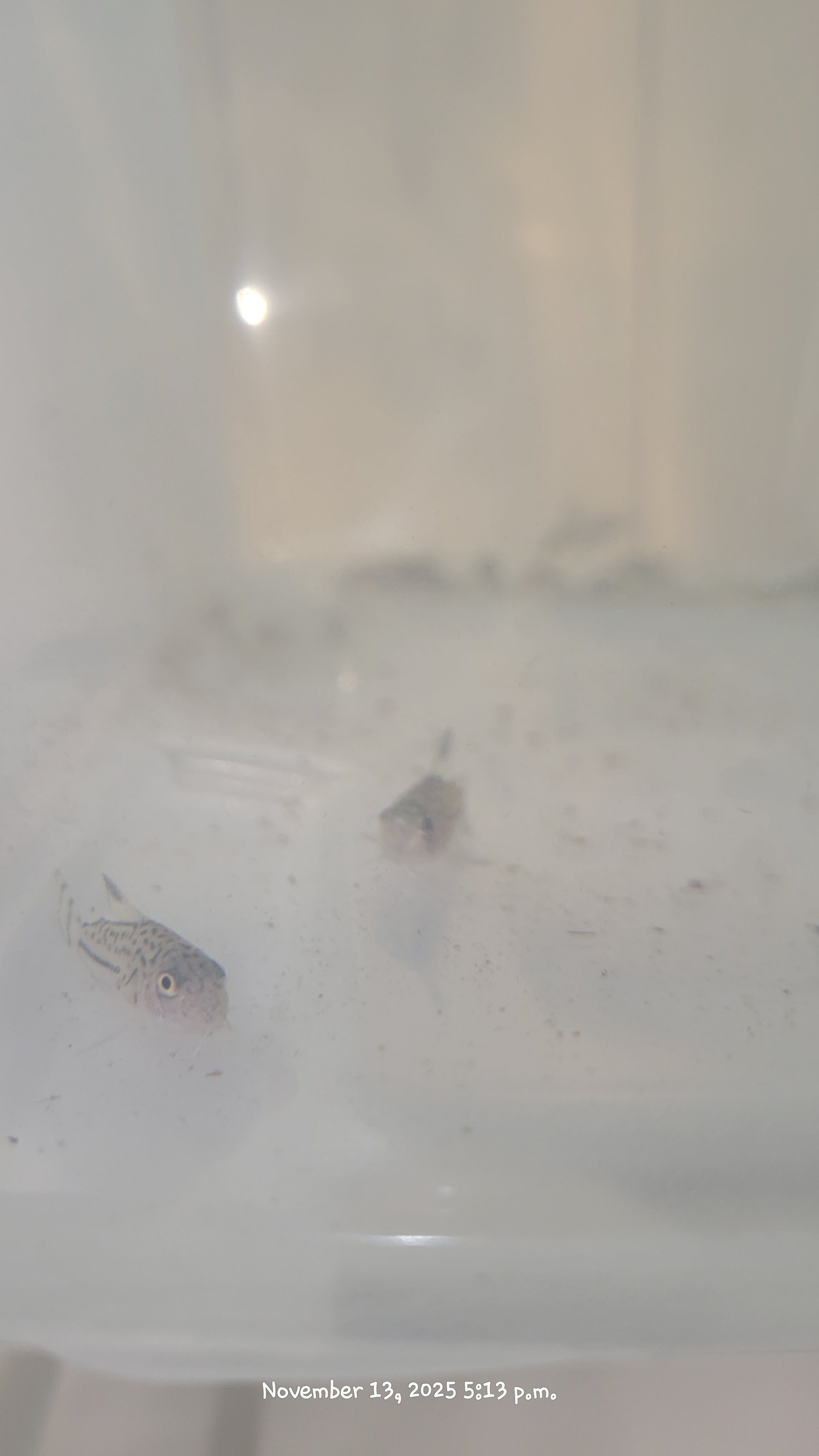 Julii Corydoras