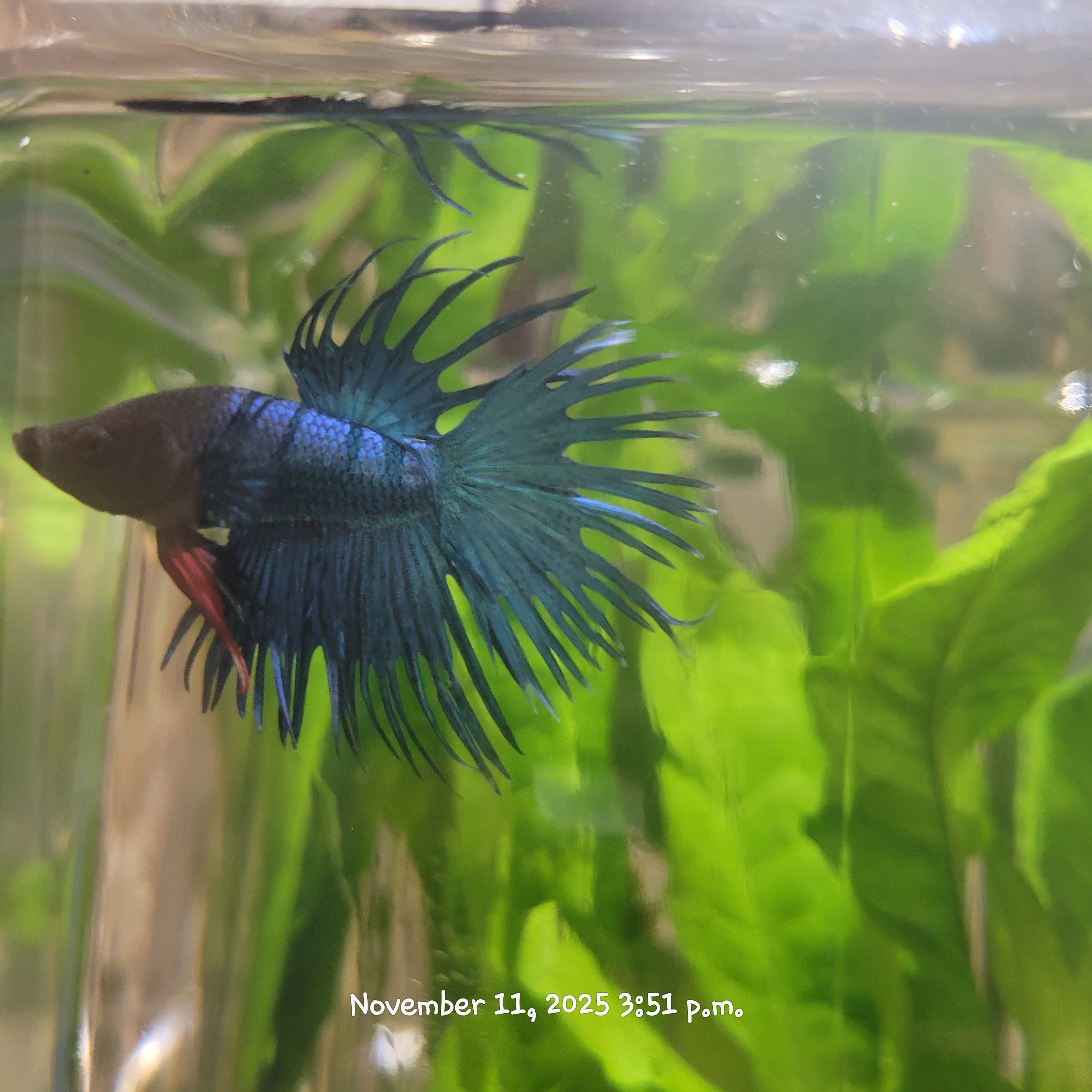 Betta Fish (Subject - B33)