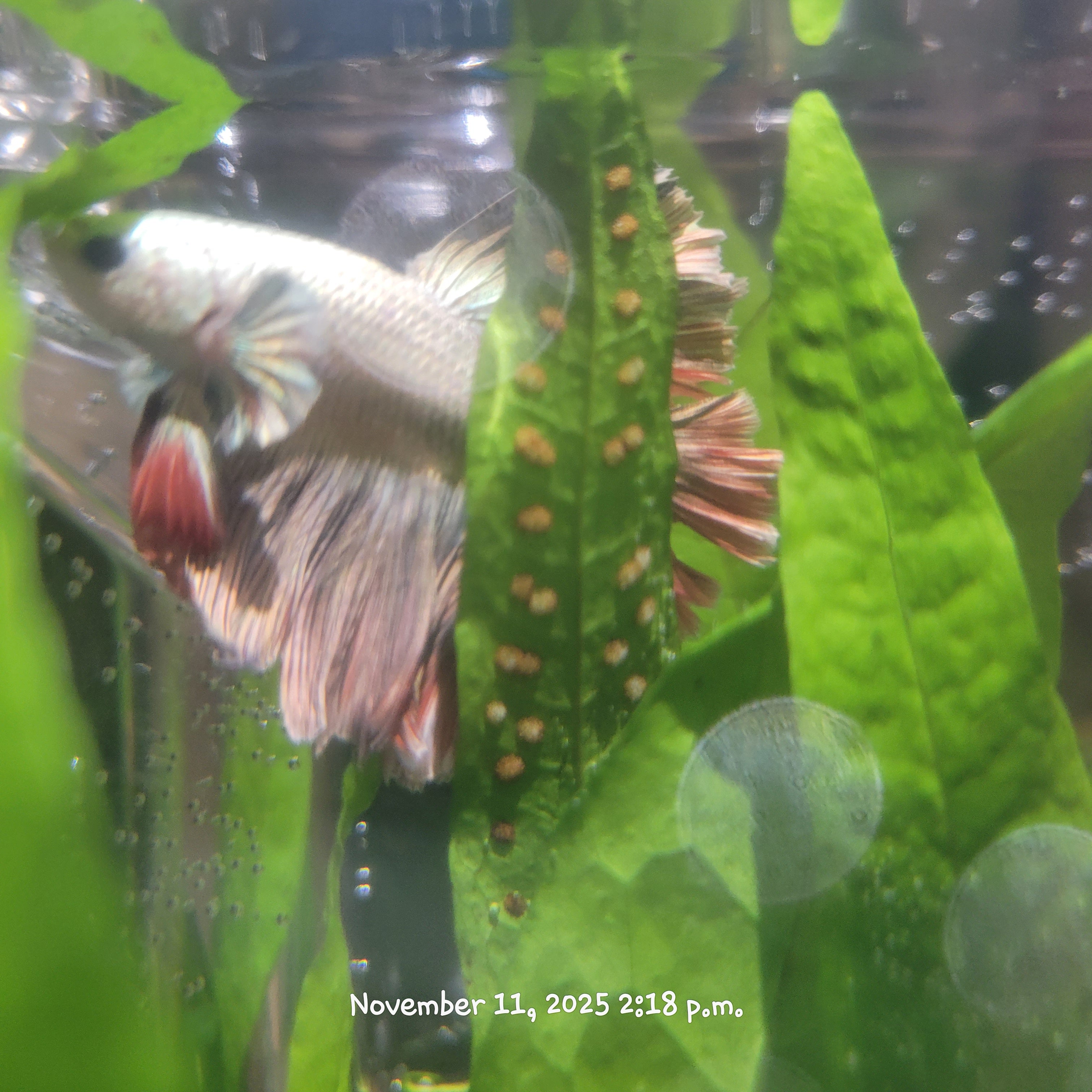 Betta Fish (Subject - B18)