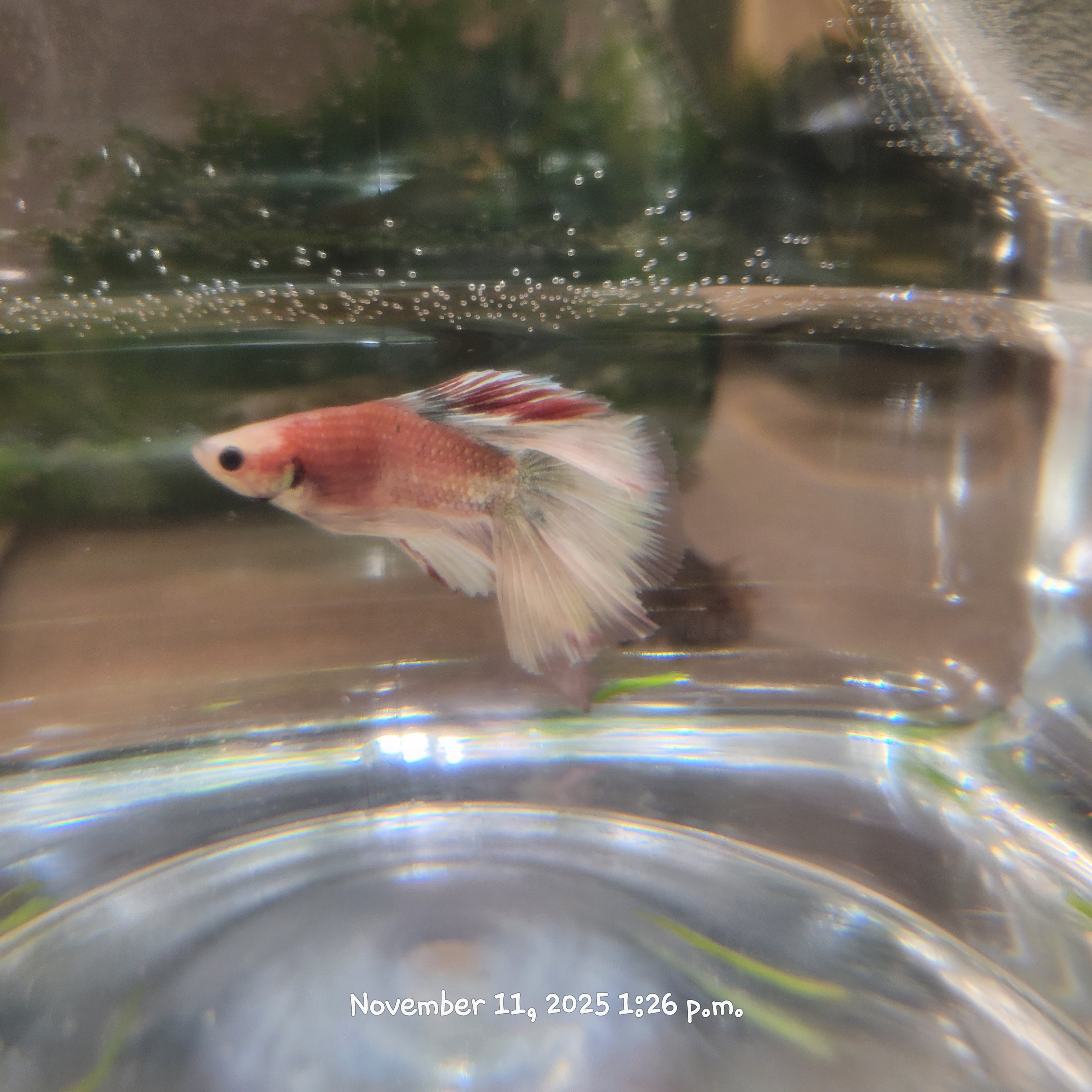 Betta Fish (Subject - B3)