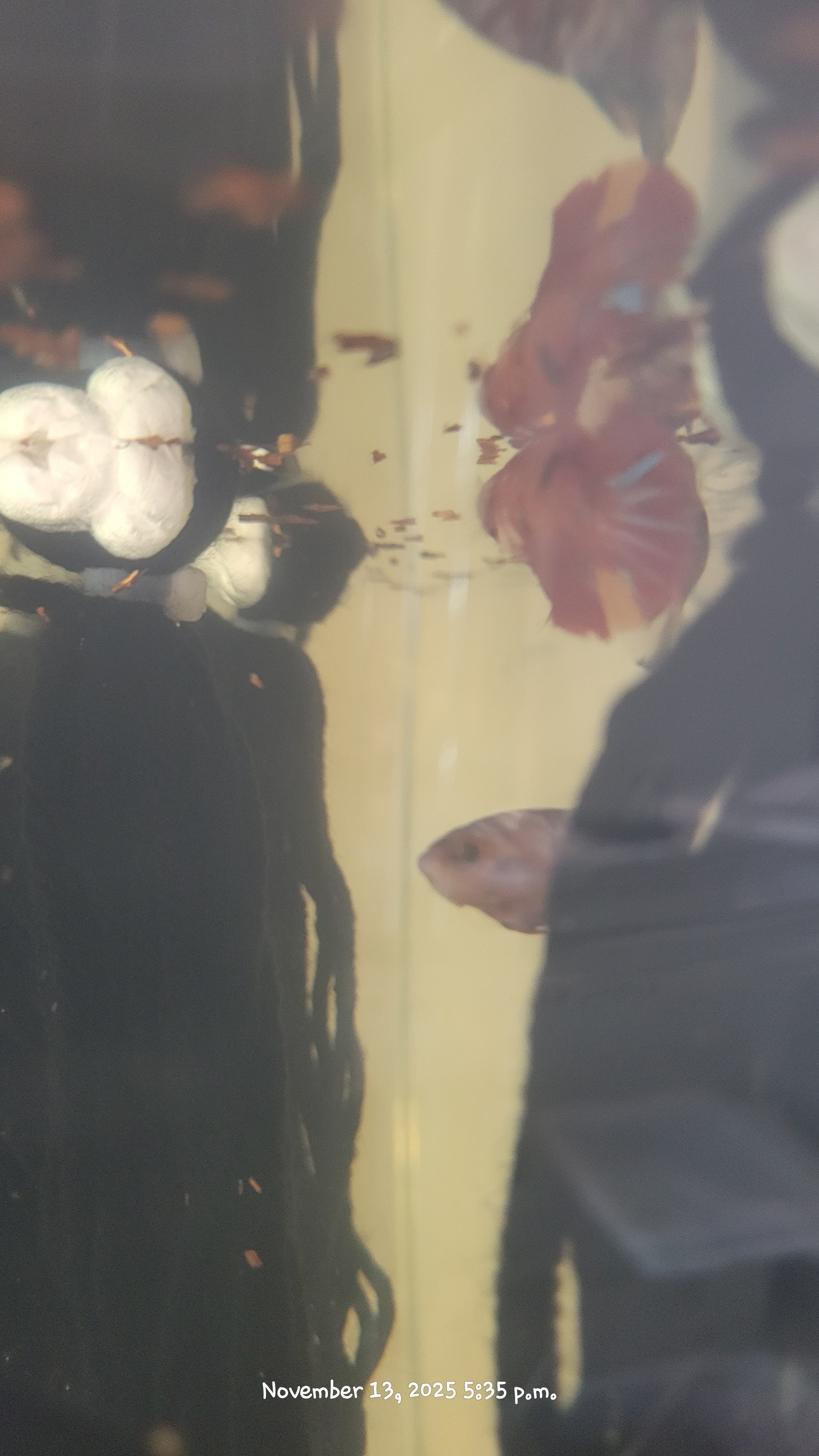 Female Betta Fish (Koi)