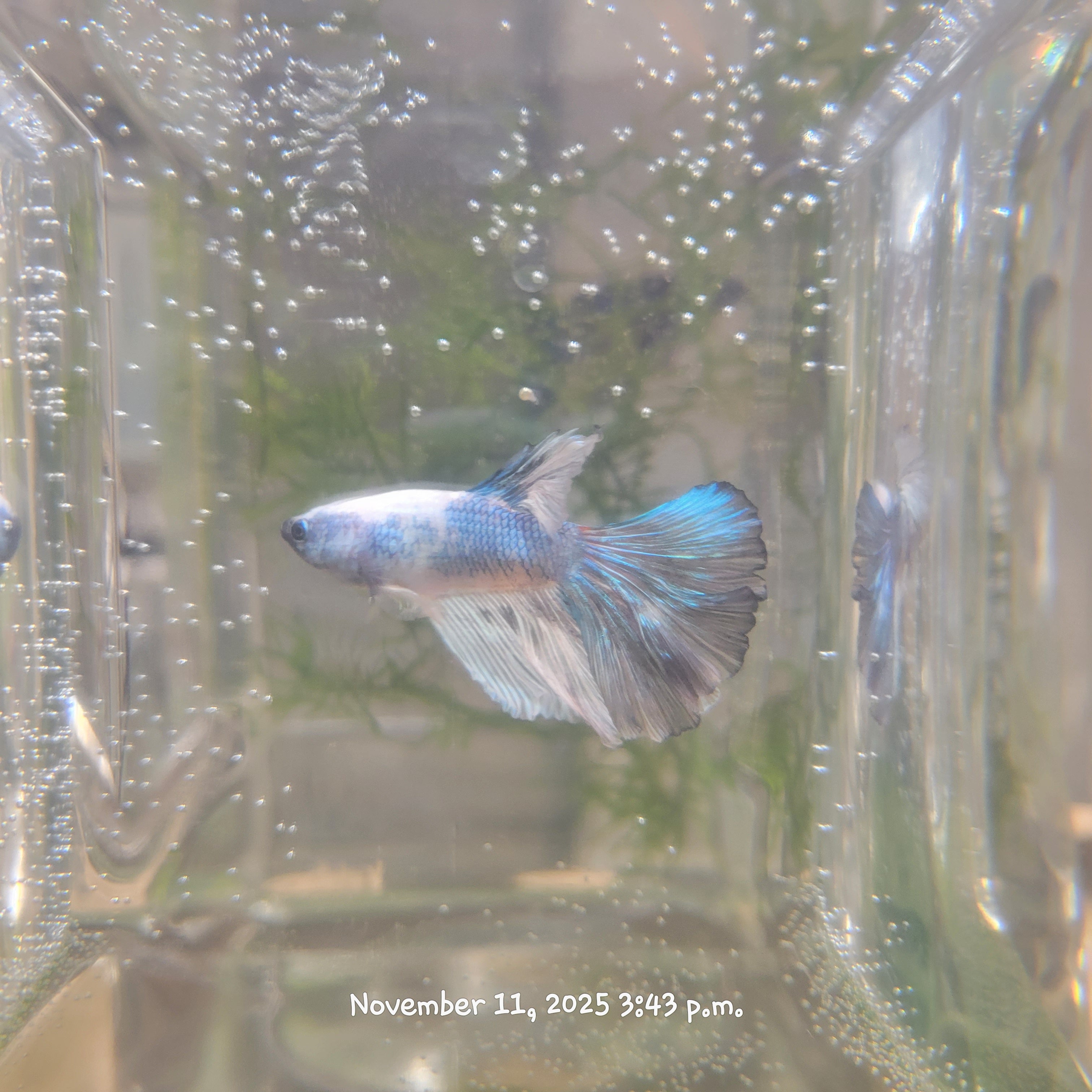 Betta Fish (Subject - B26)