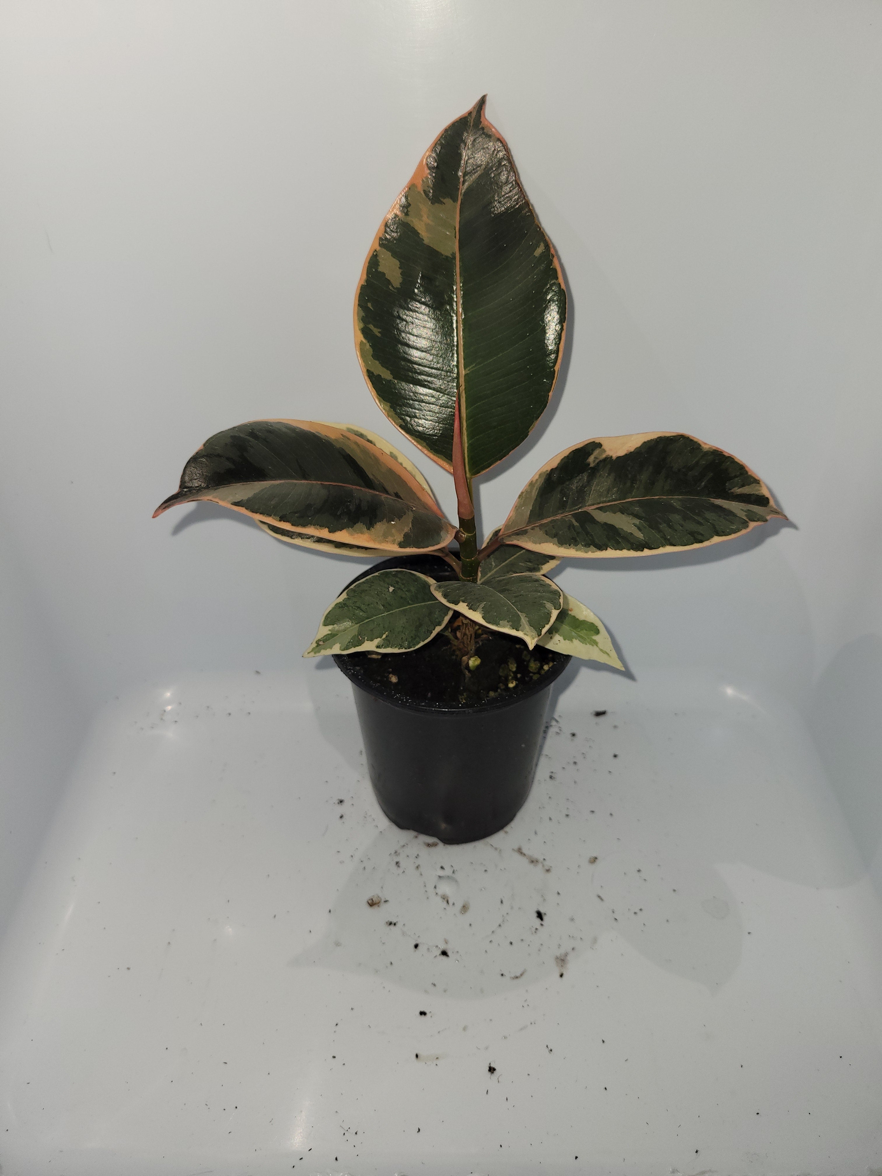 Ficus Elastica Tineke