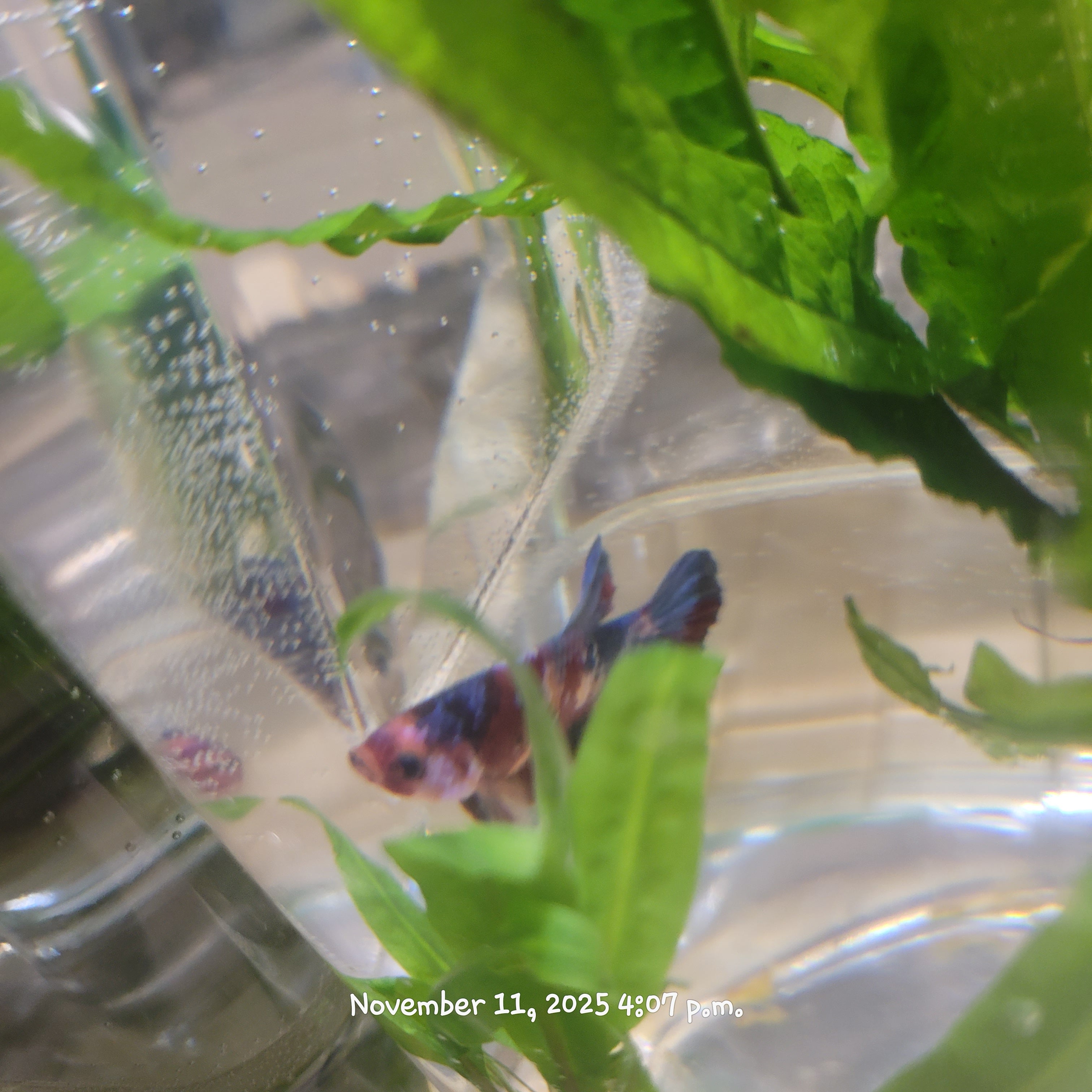 Betta Fish (Subject - B43)