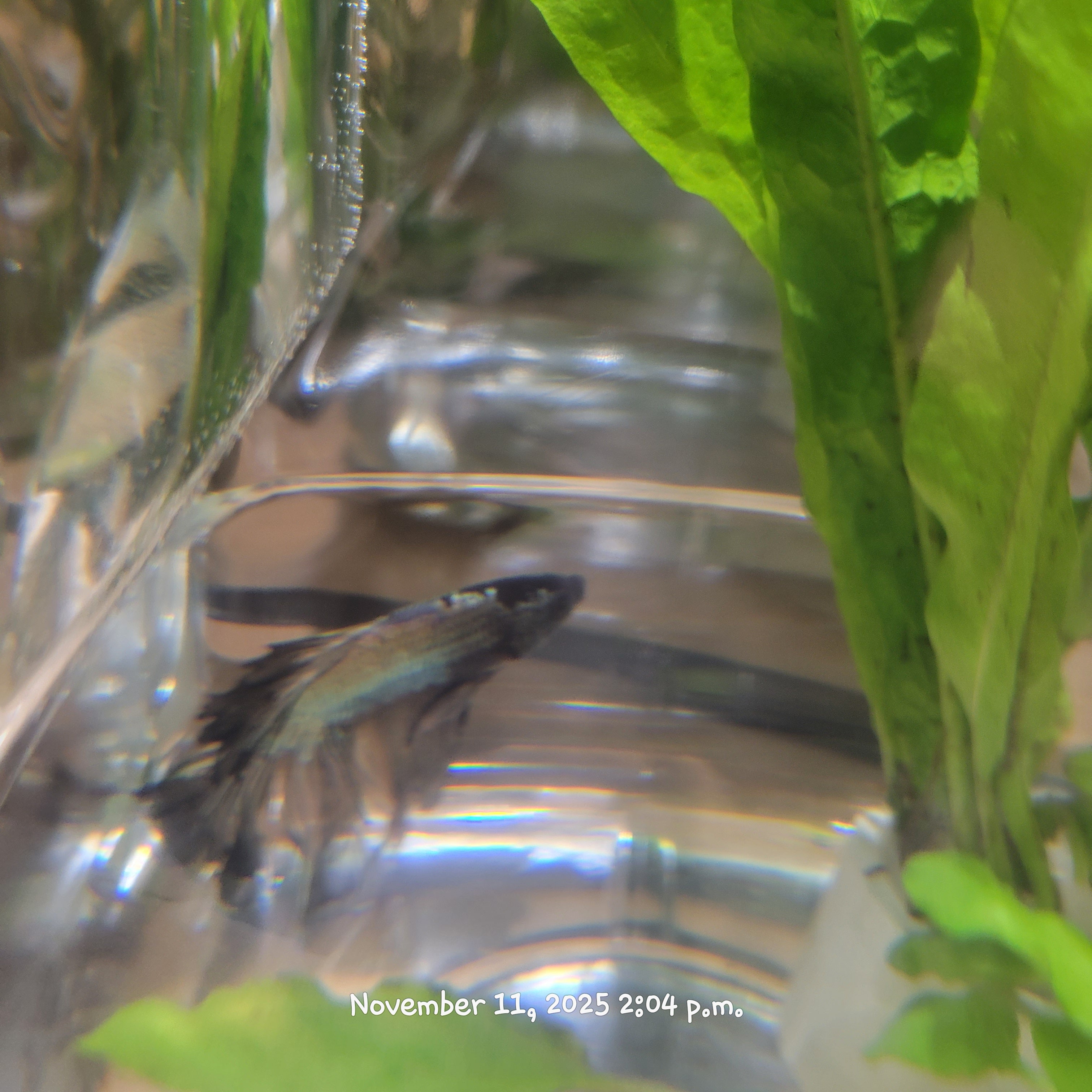 Betta Fish (Subject - B11)