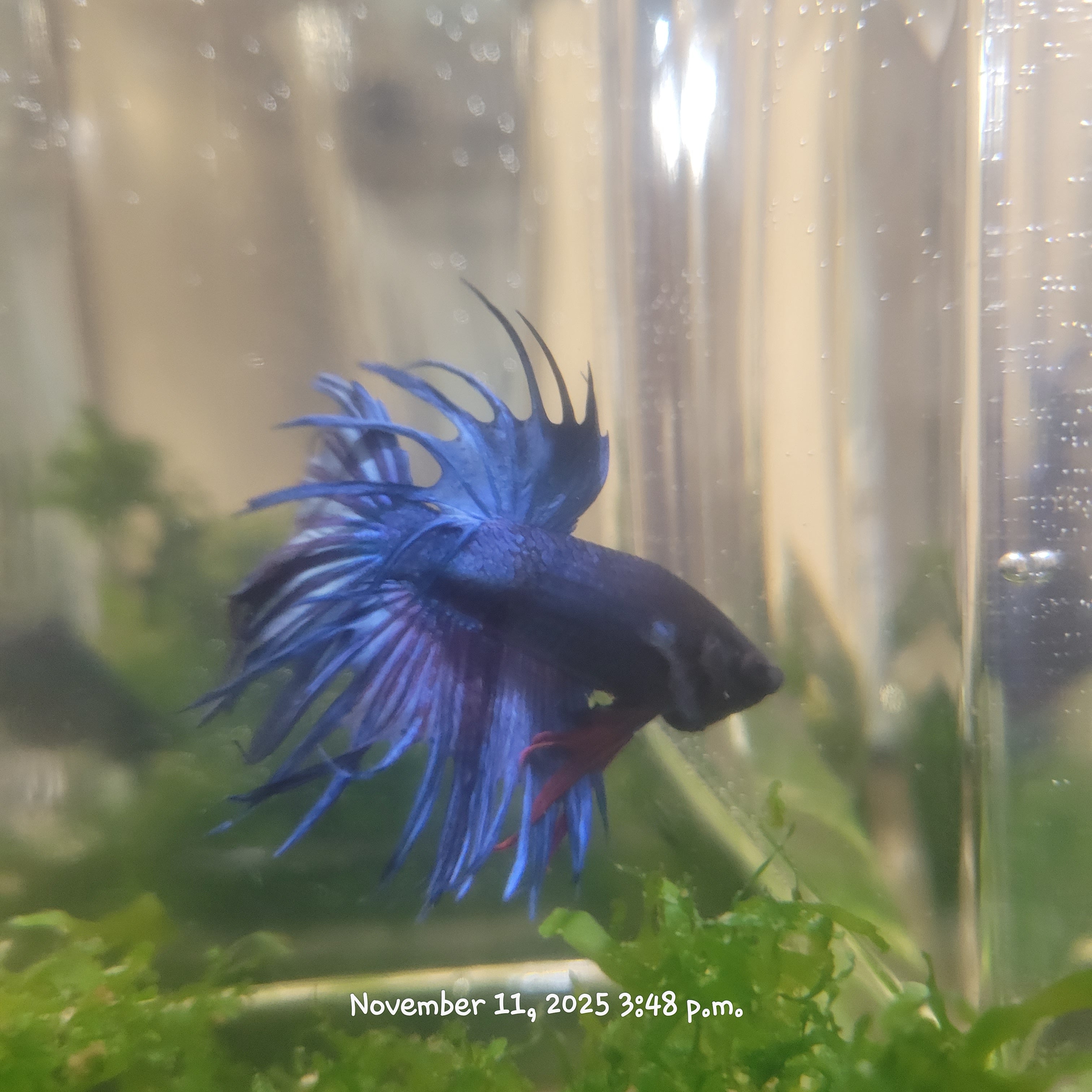 Betta Fish (Subject - B30)