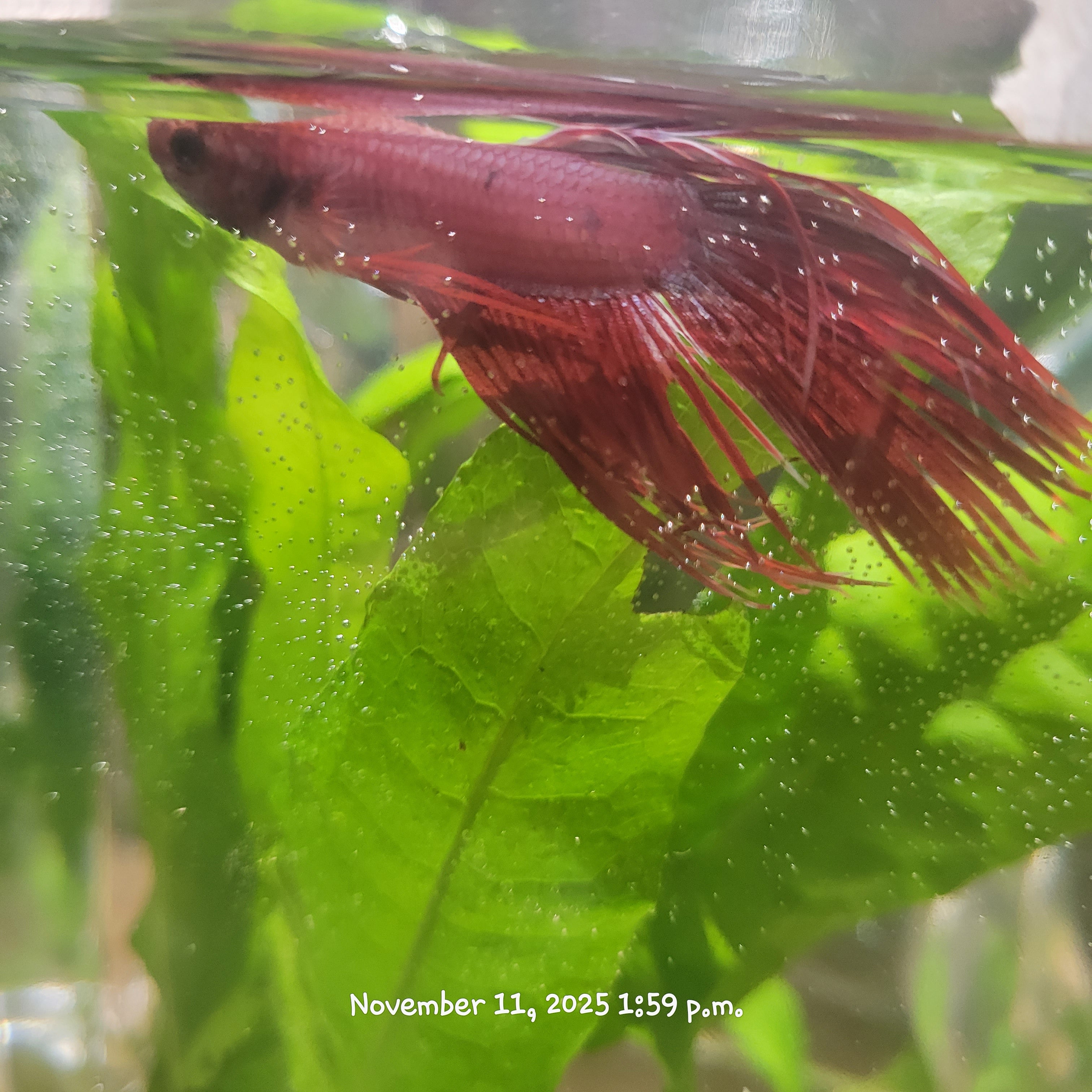 Betta Fish (Subject - B9)