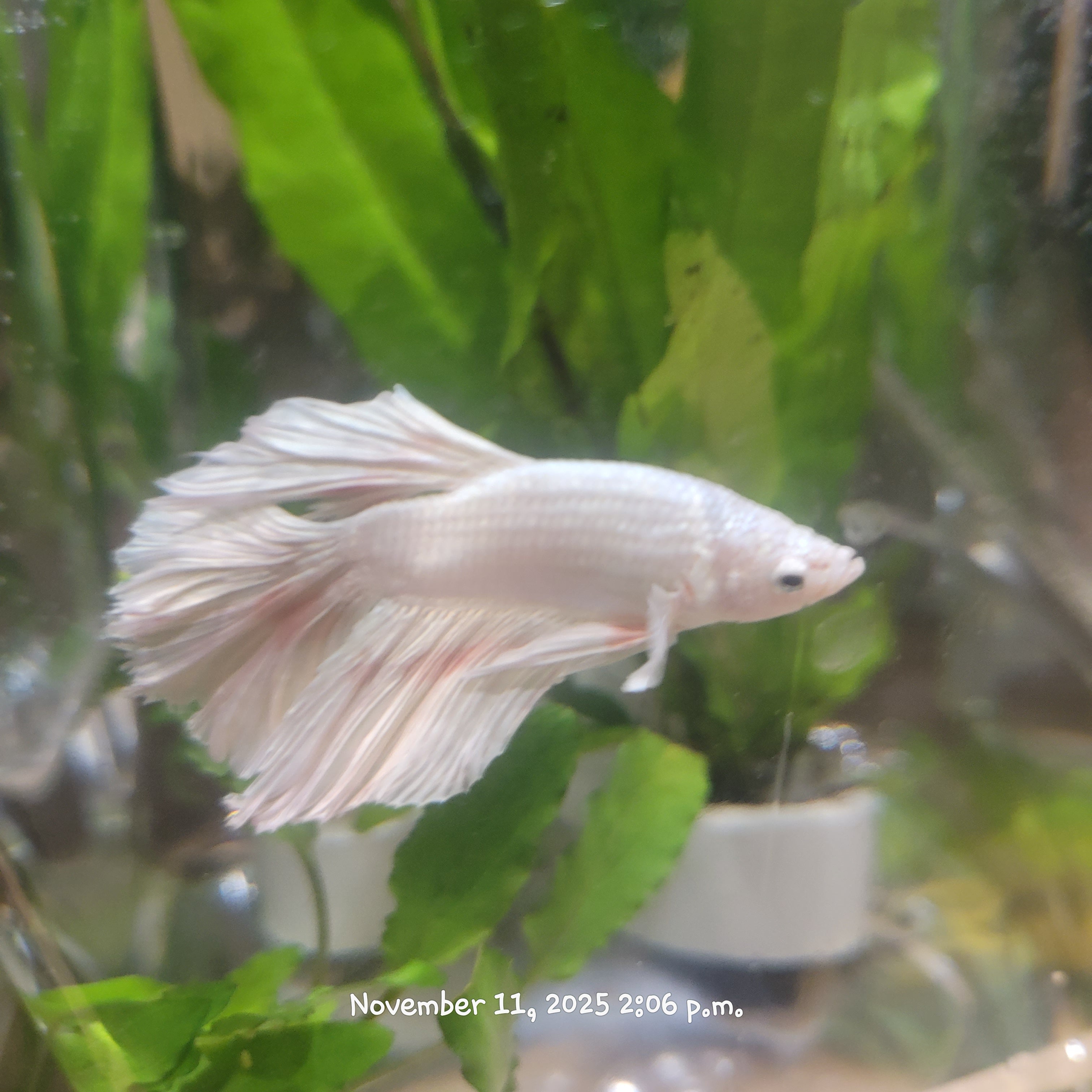 Betta Fish (Subject - B12)