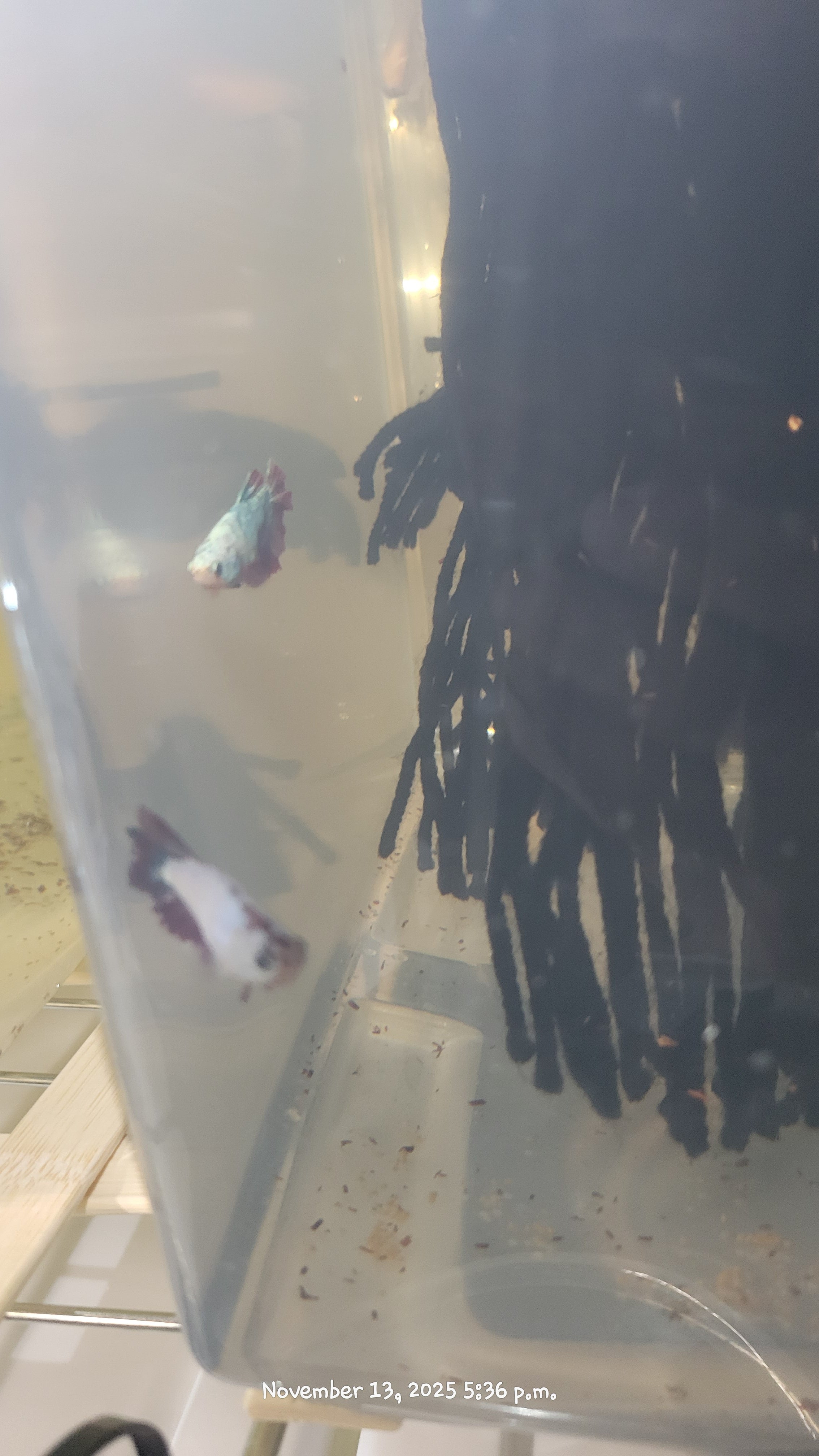 Female Betta Fish (Half-Moon)